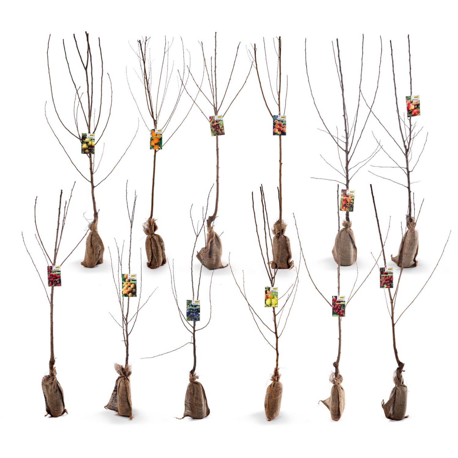 Obstbaum