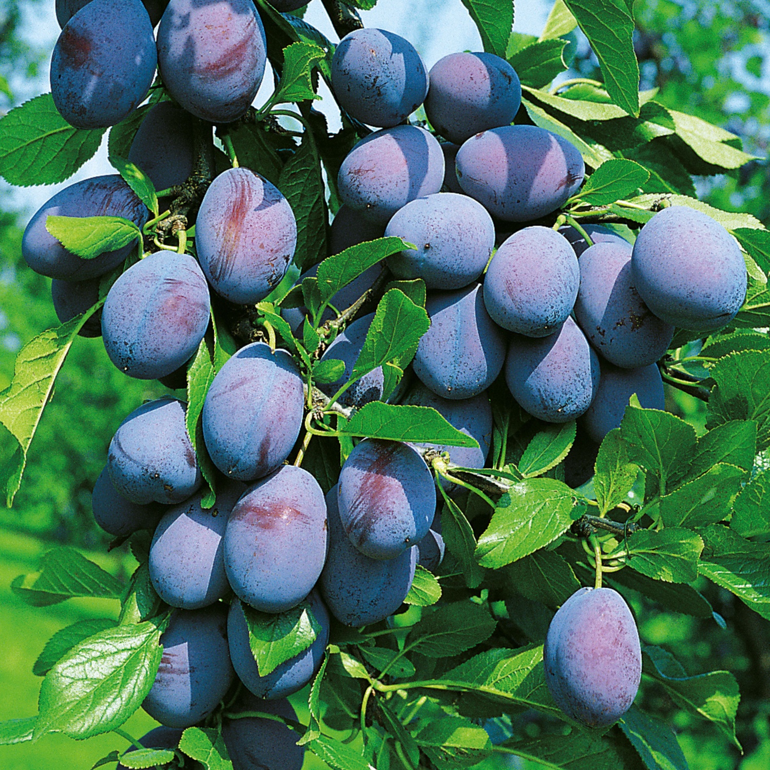 Obstbaum, Pflaume Hauszwetschke | HOFER