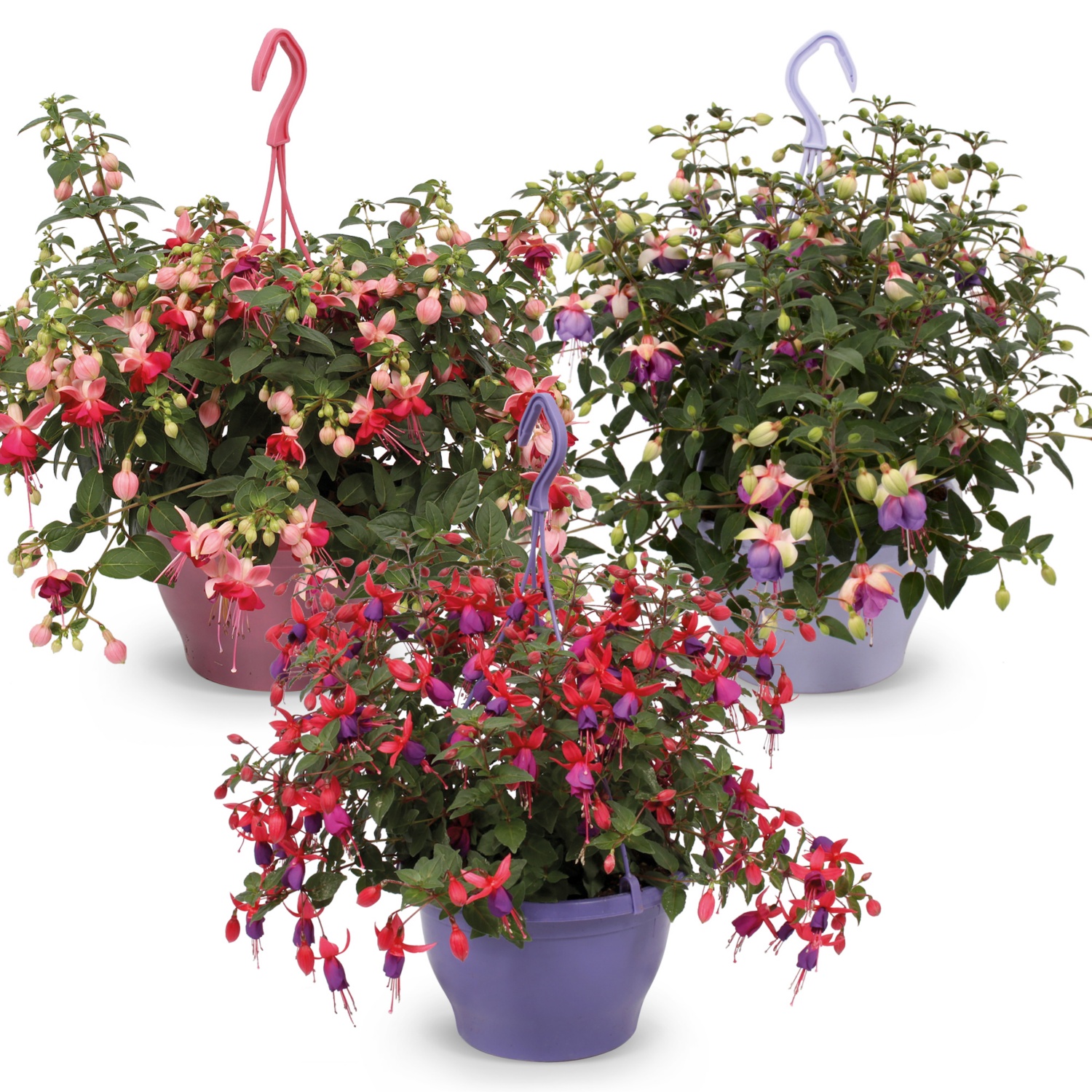 Fuchsien-Ampel