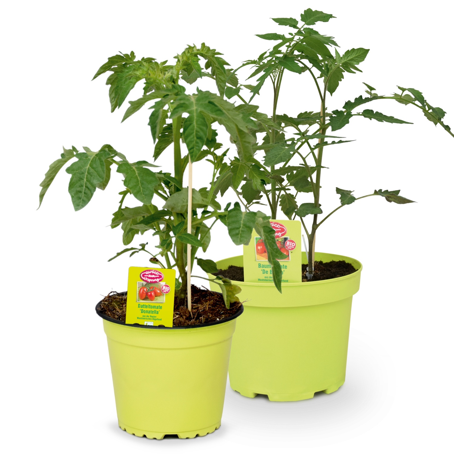 ZURÜCK ZUM URSPRUNG BIO-Tomatenrarität aus Österreich