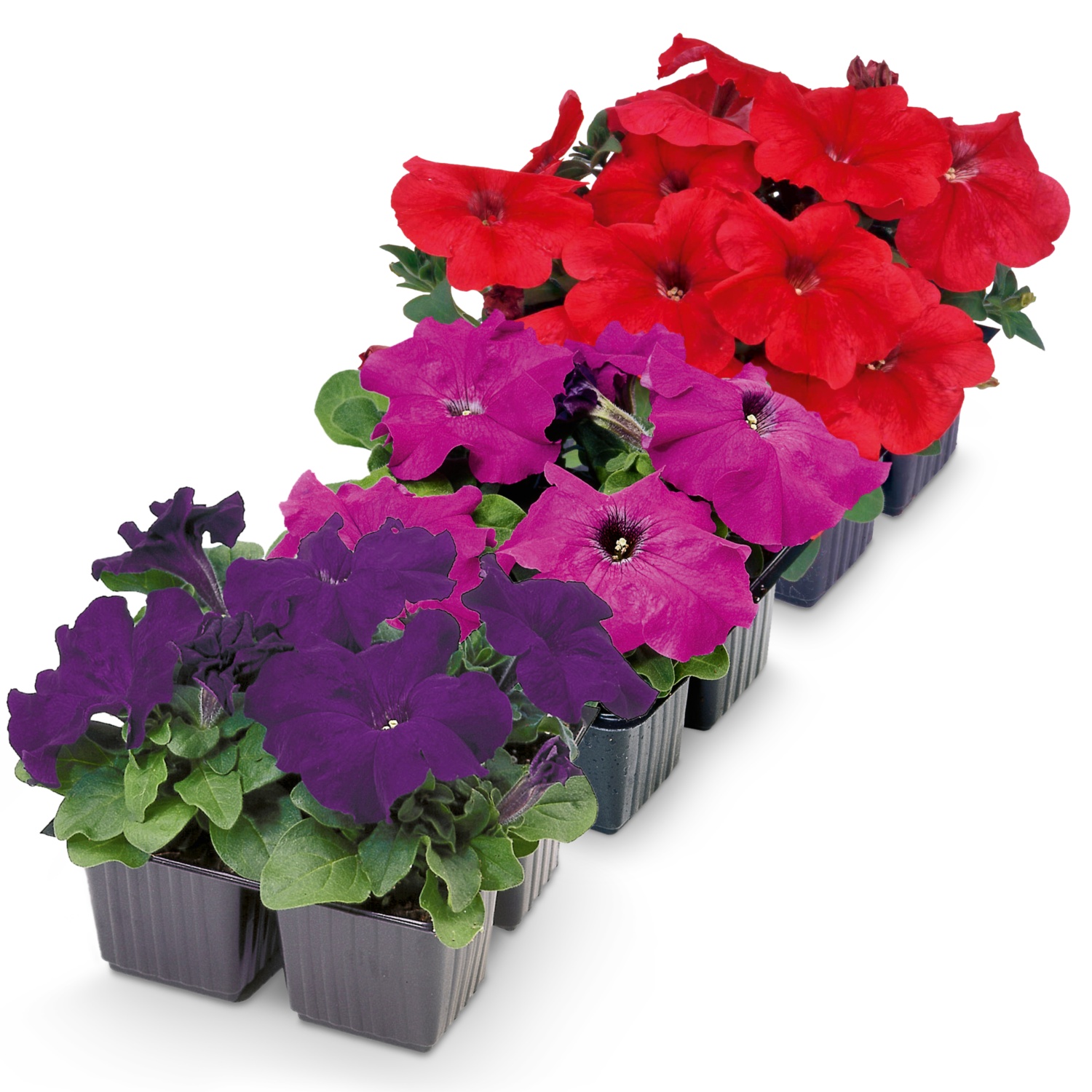 Surfinien/Petunien 4er Tray