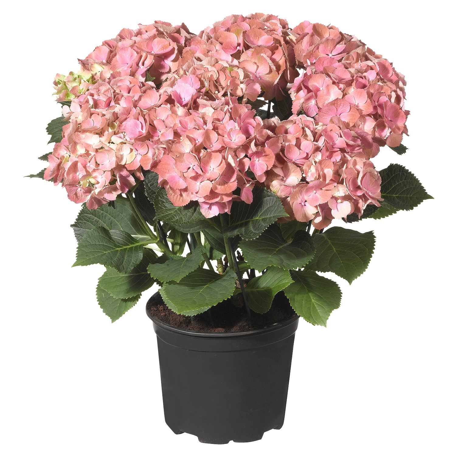 GARDENLINE® HortensienBusch* ALDI SÜD