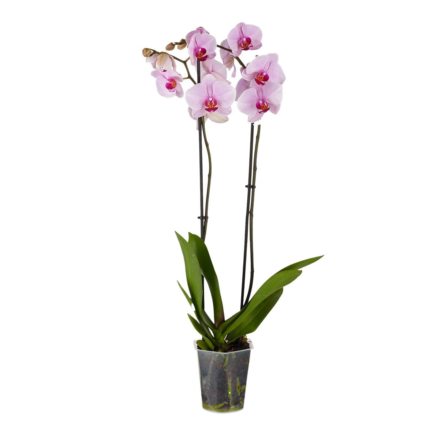 GARDENLINE® Orchidee ALDI SÜD
