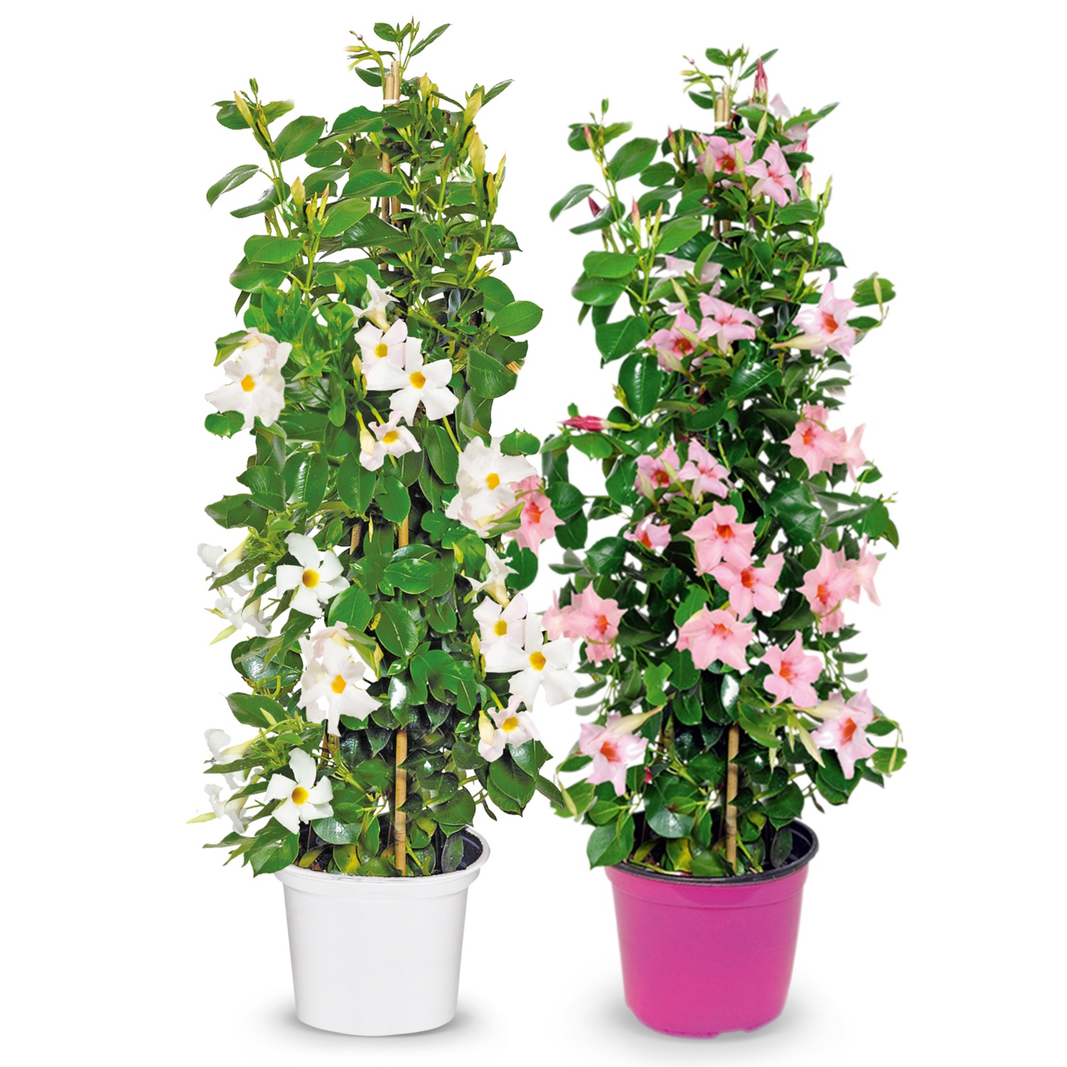 Dipladenia