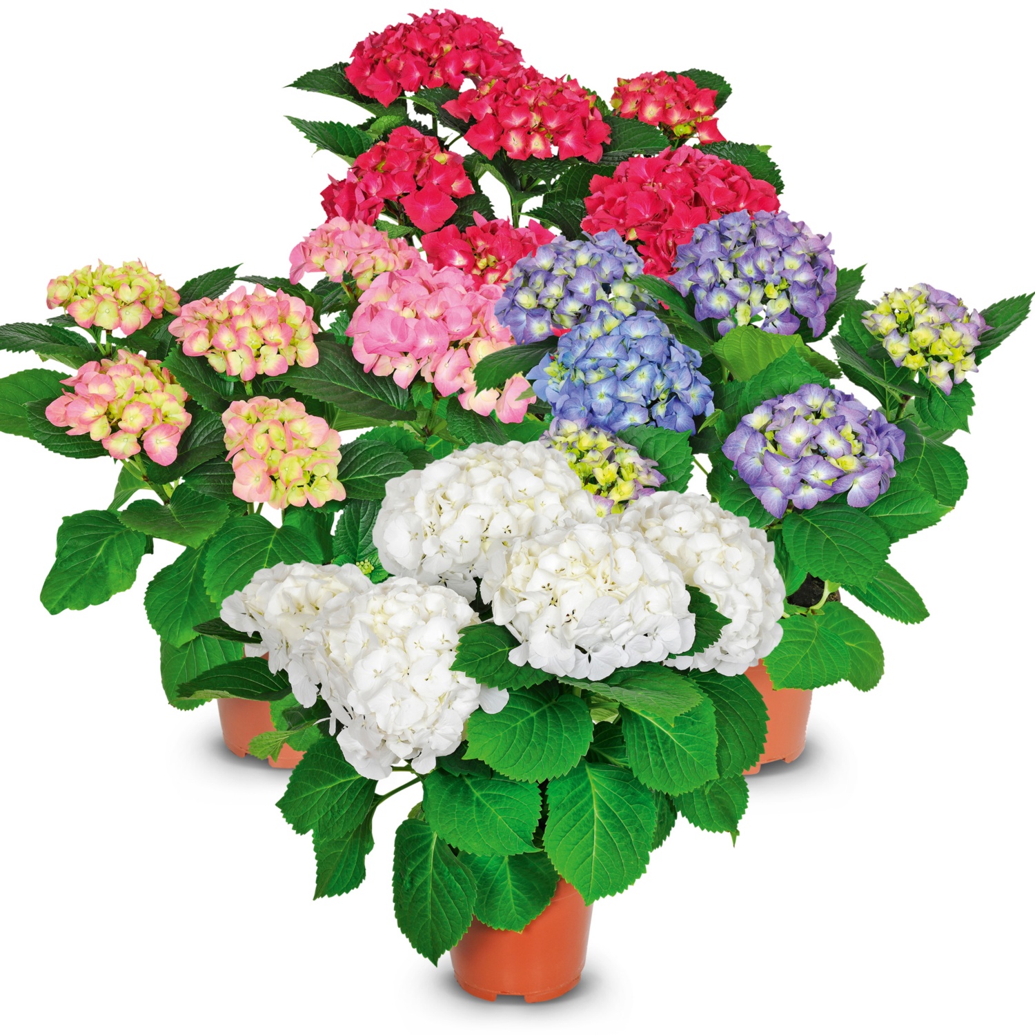Hortensie