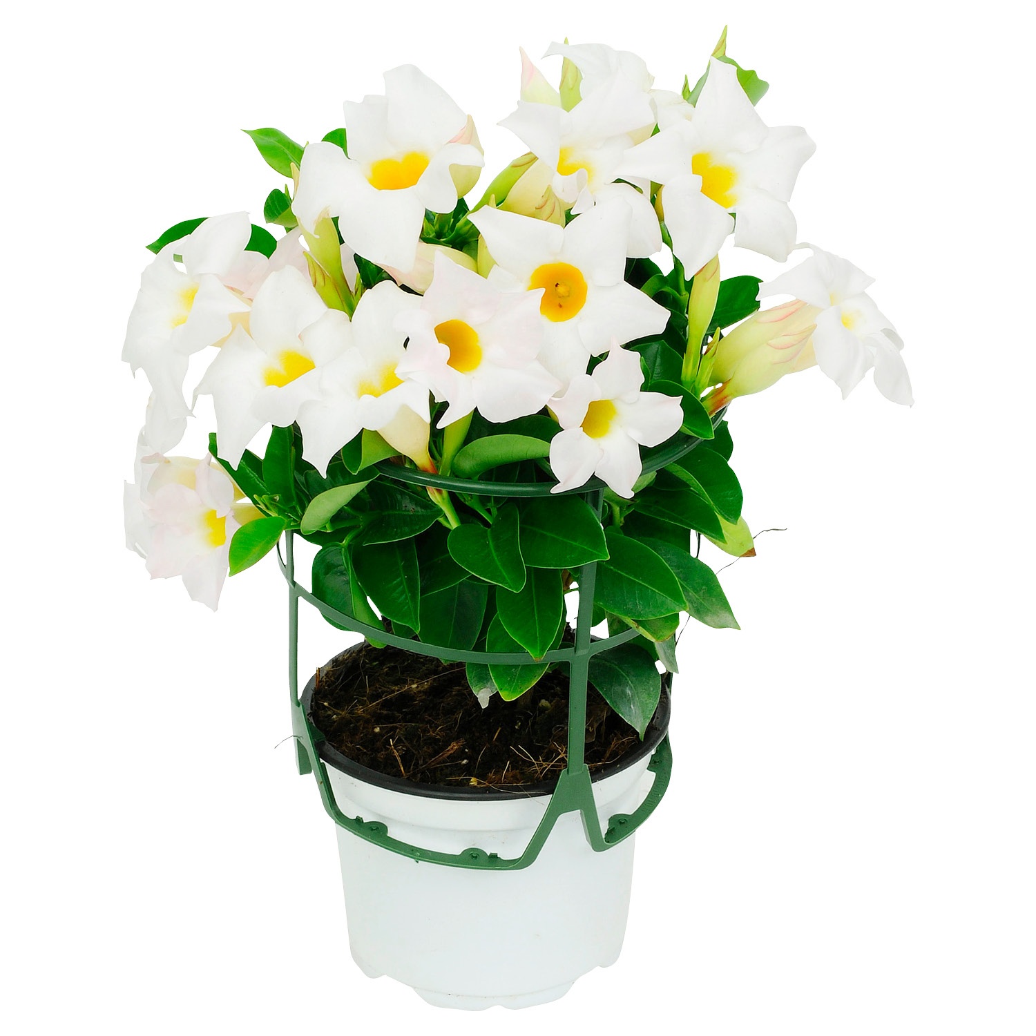 Angebot Aldi Süd GARDENLINE® Dipladenia im Korb