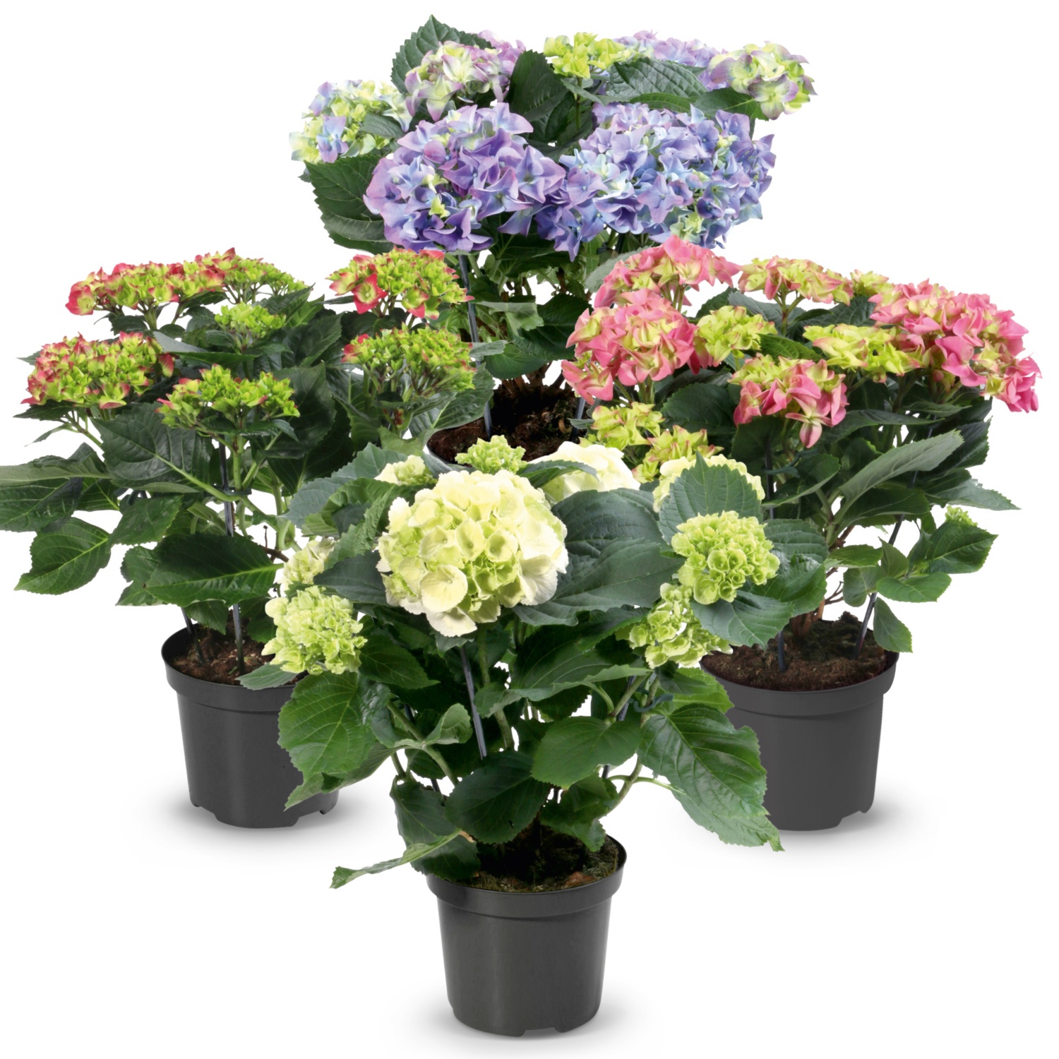 Gartenhortensie