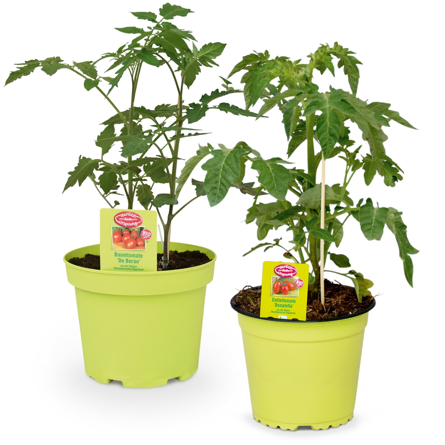 ZURÜCK ZUM URSPRUNG BIO-Tomatenrarität aus Österreich