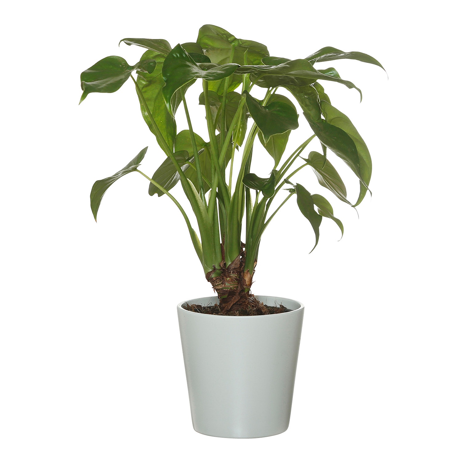 GARDENLINE® Tropischer PflanzenMix ALDI SÜD
