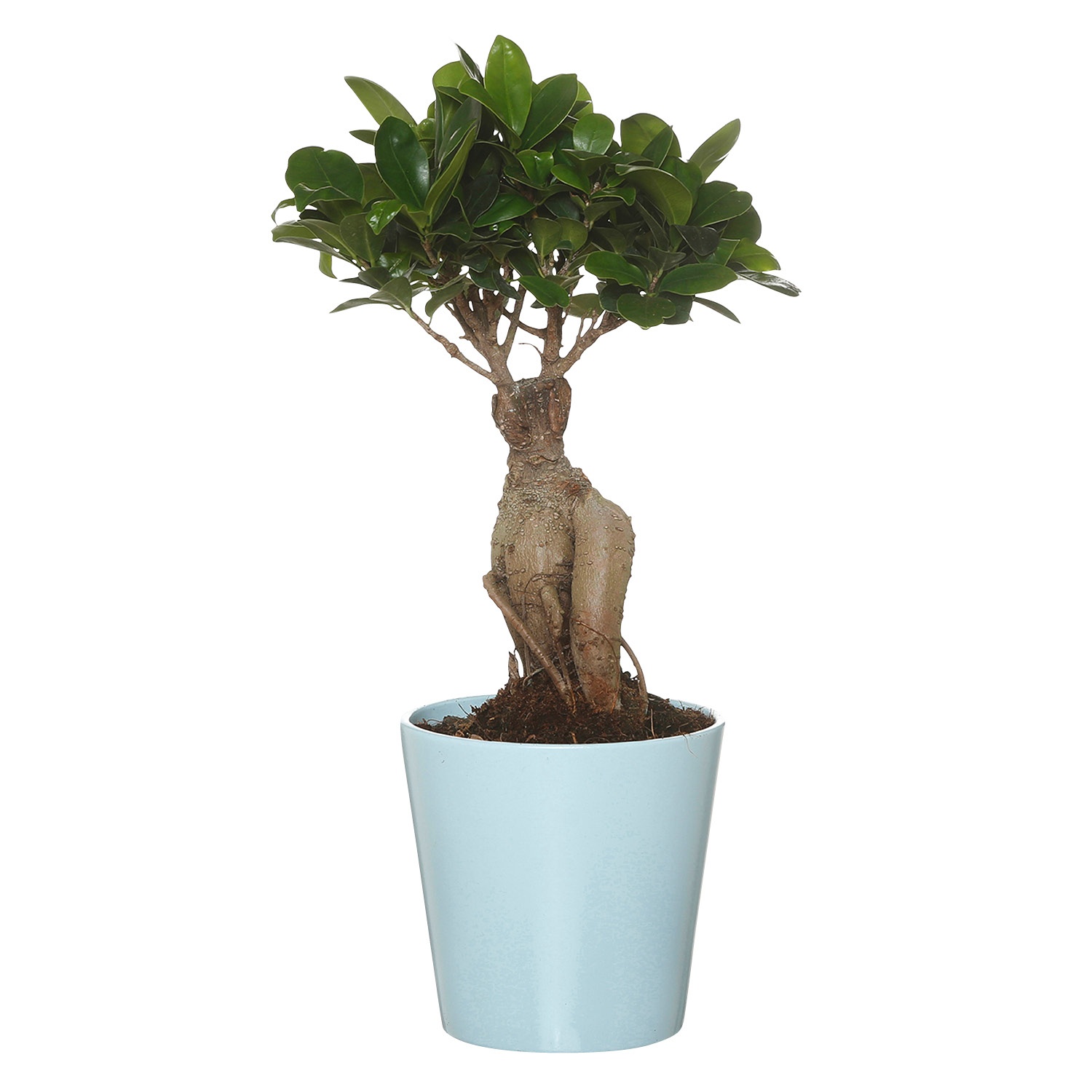 Angebot Aldi Süd GARDENLINE® Tropischer Pflanzen