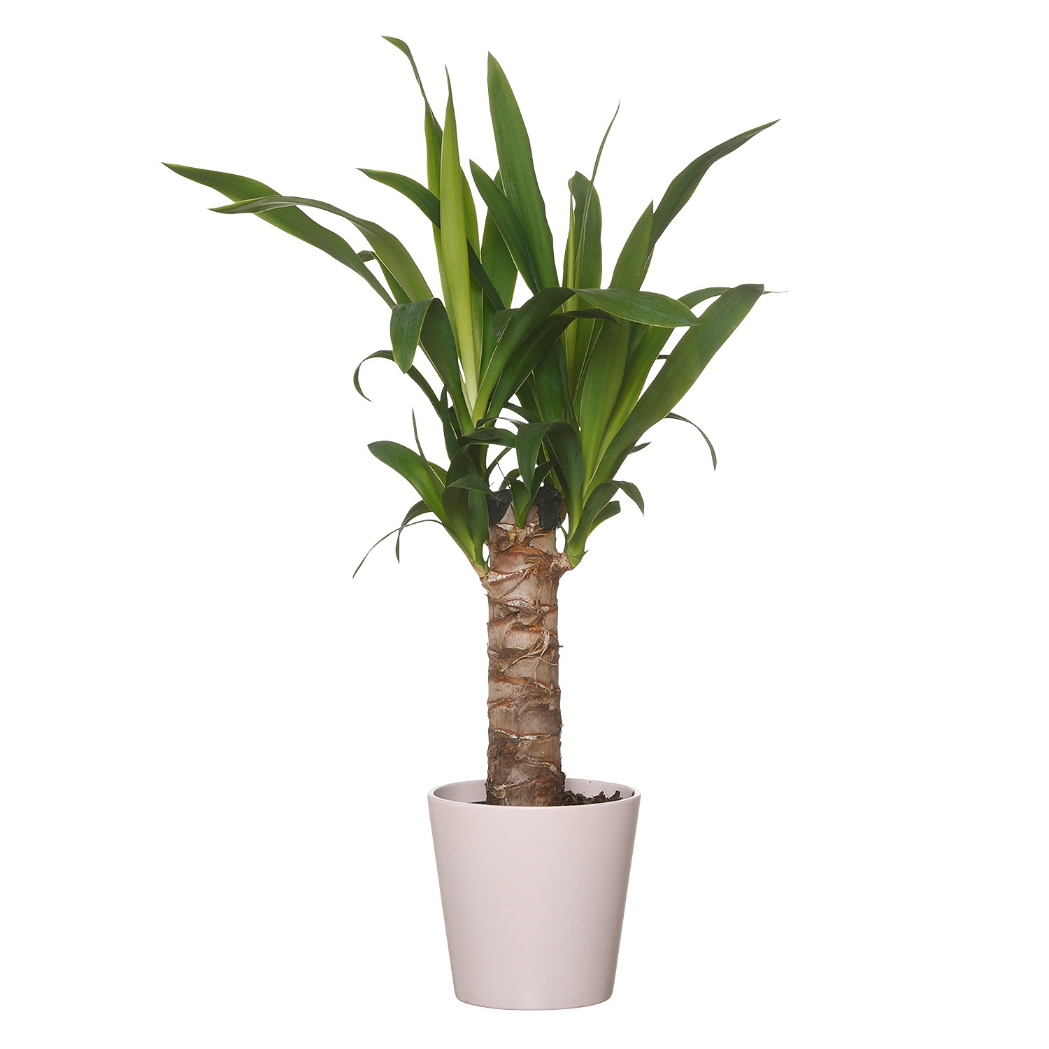 GARDENLINE® Tropischer PflanzenMix ALDI SÜD