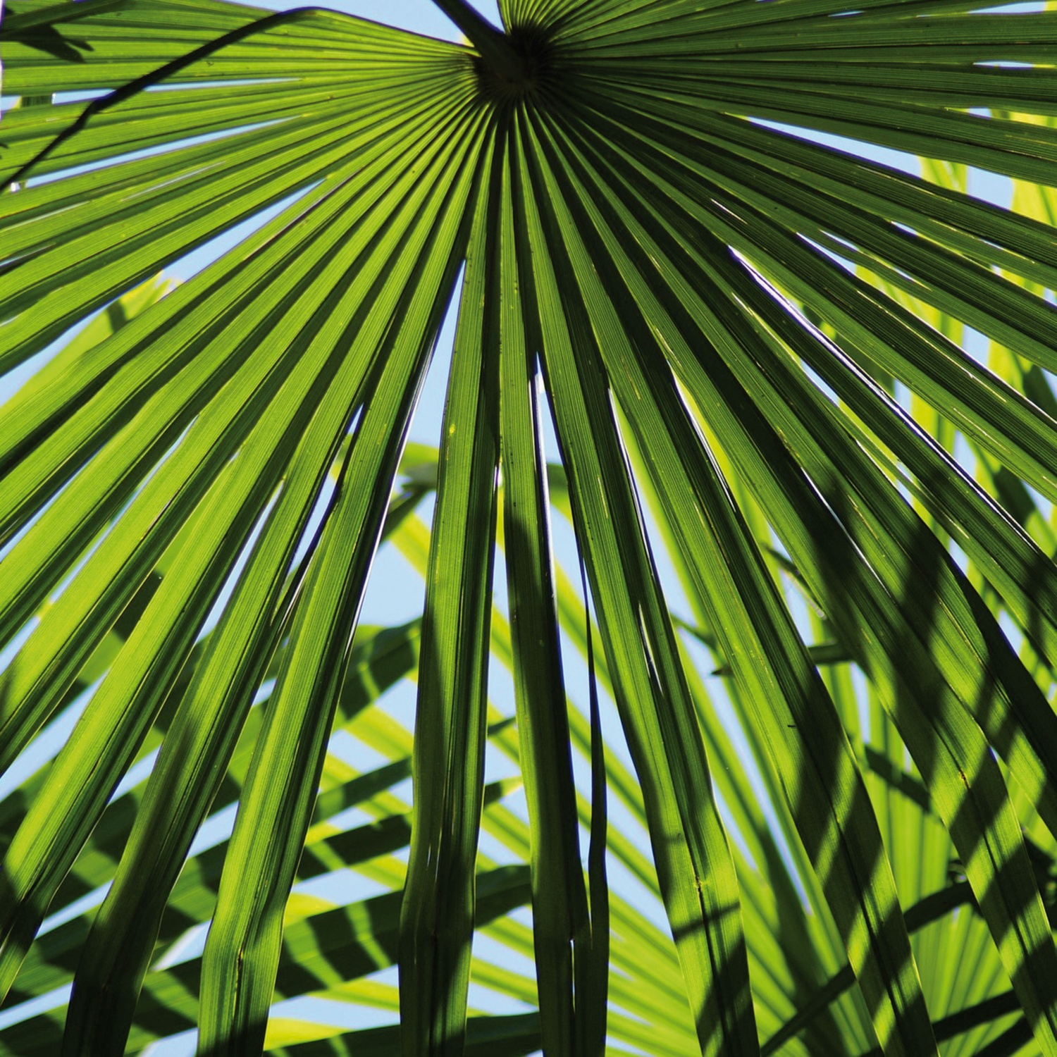 Palme/Bambus