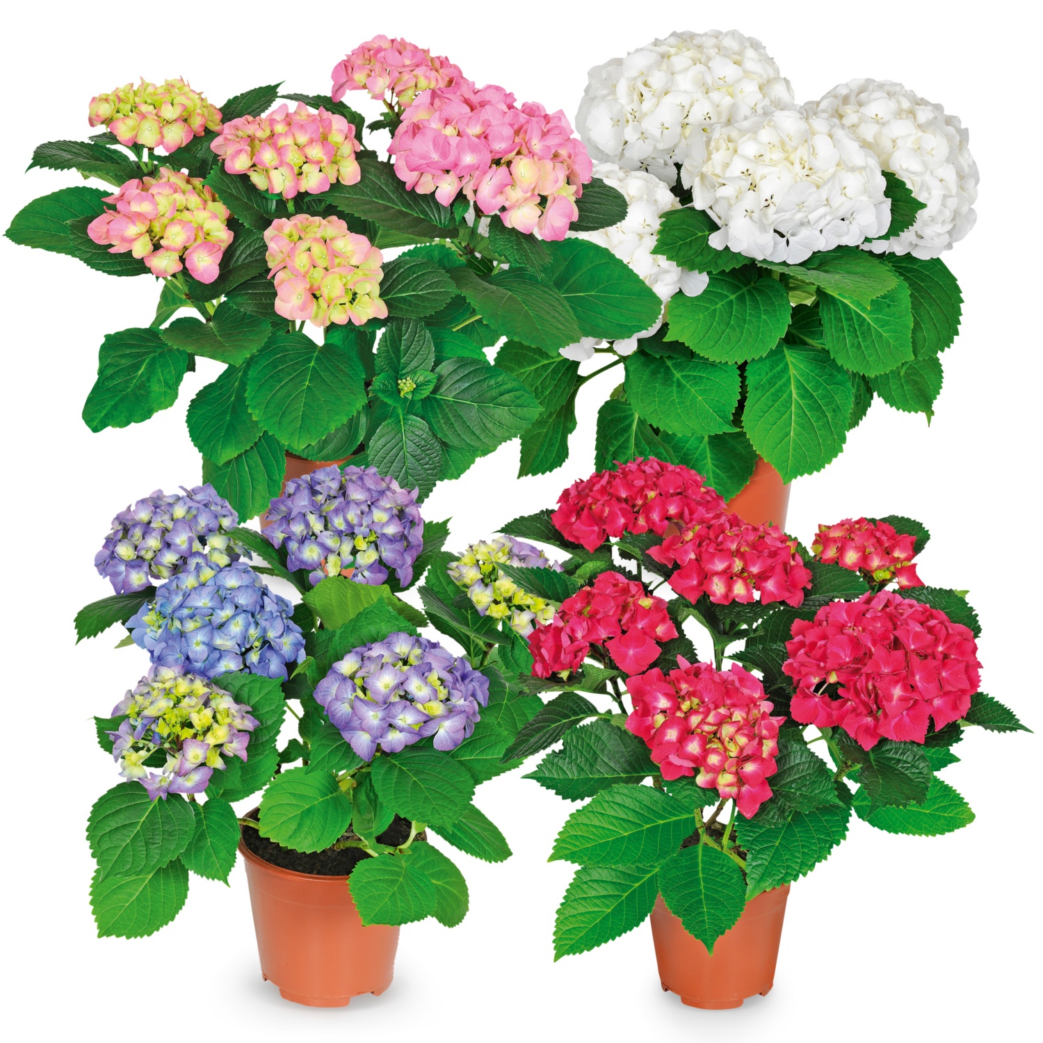 Hortensie
