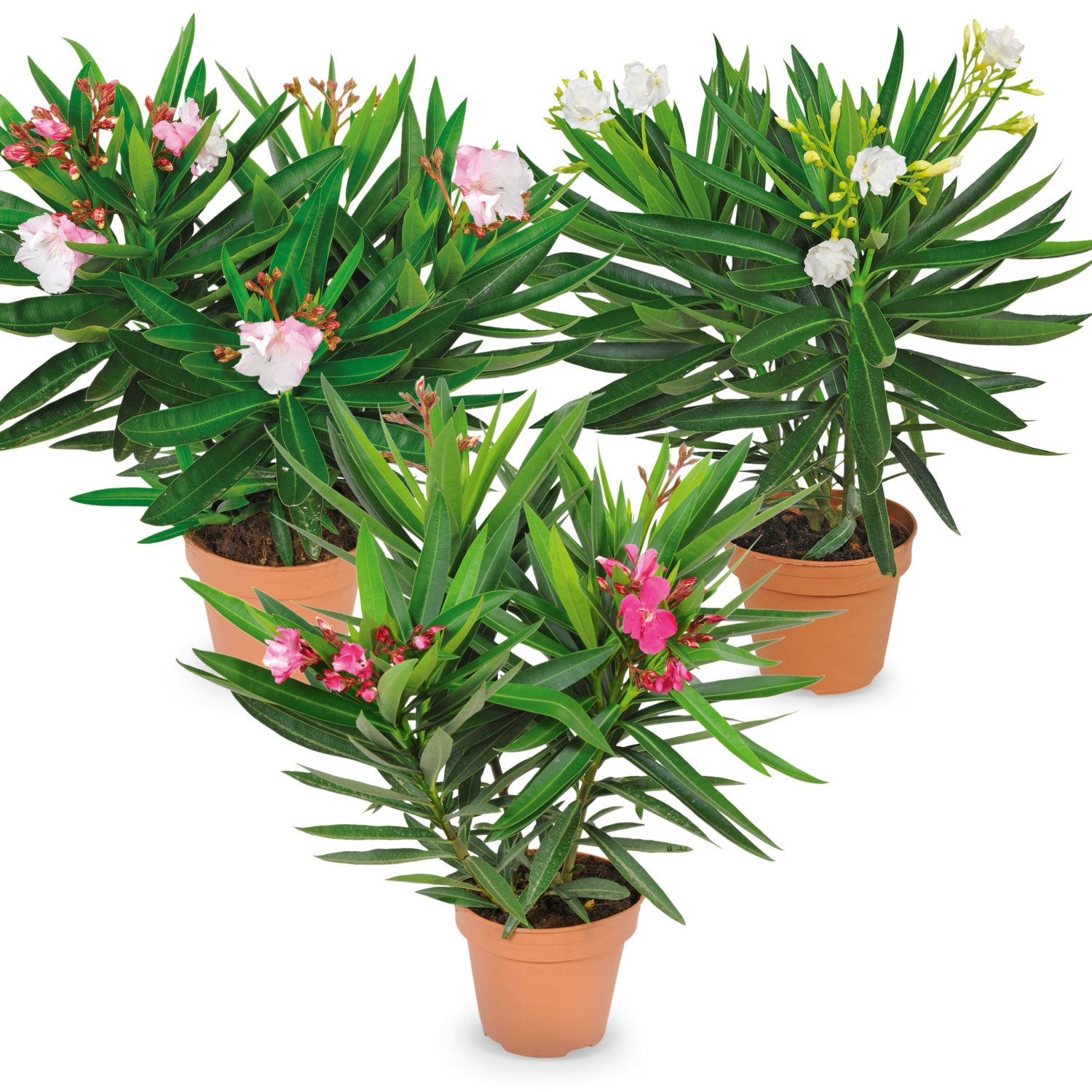 Oleander