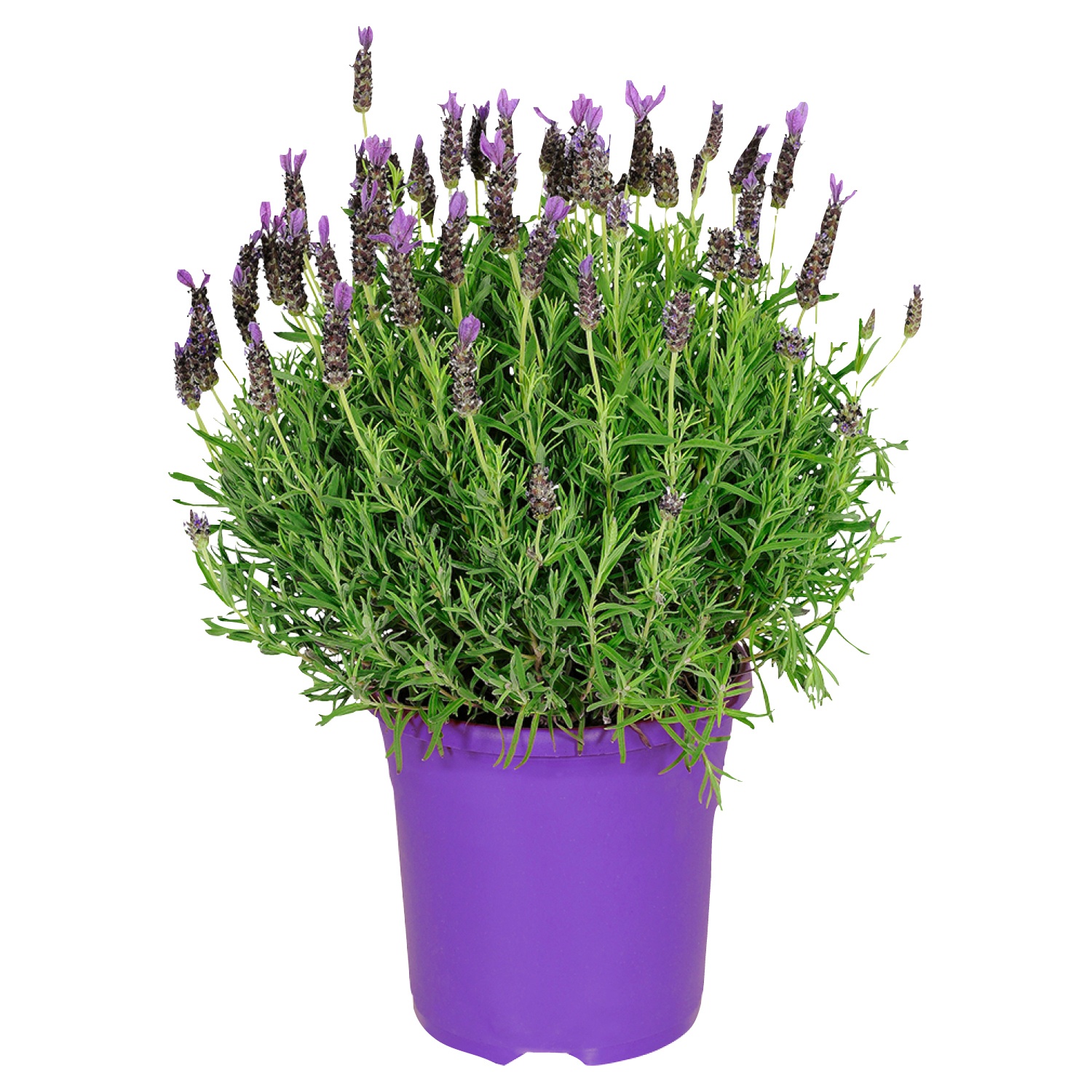 GARDENLINE® Lavendel