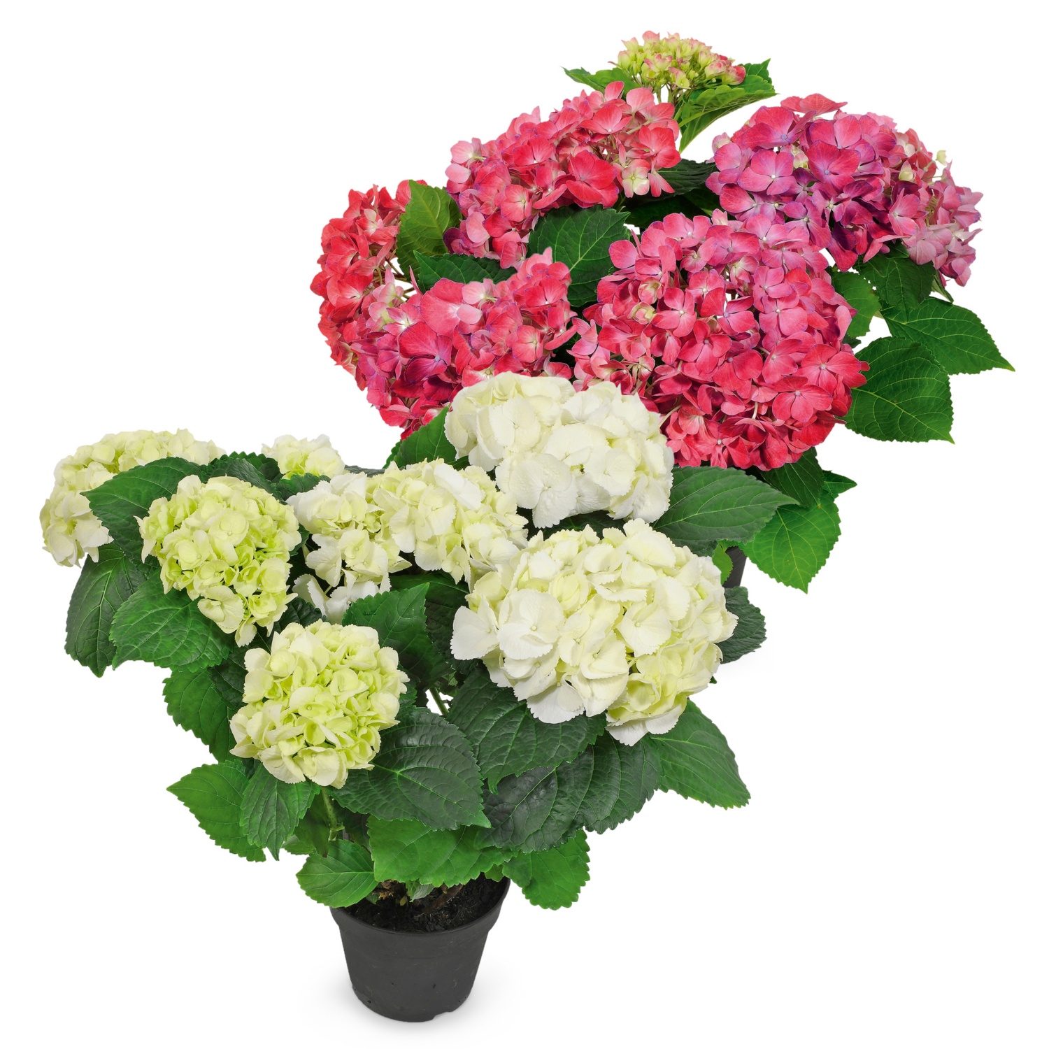 Gartenhortensie