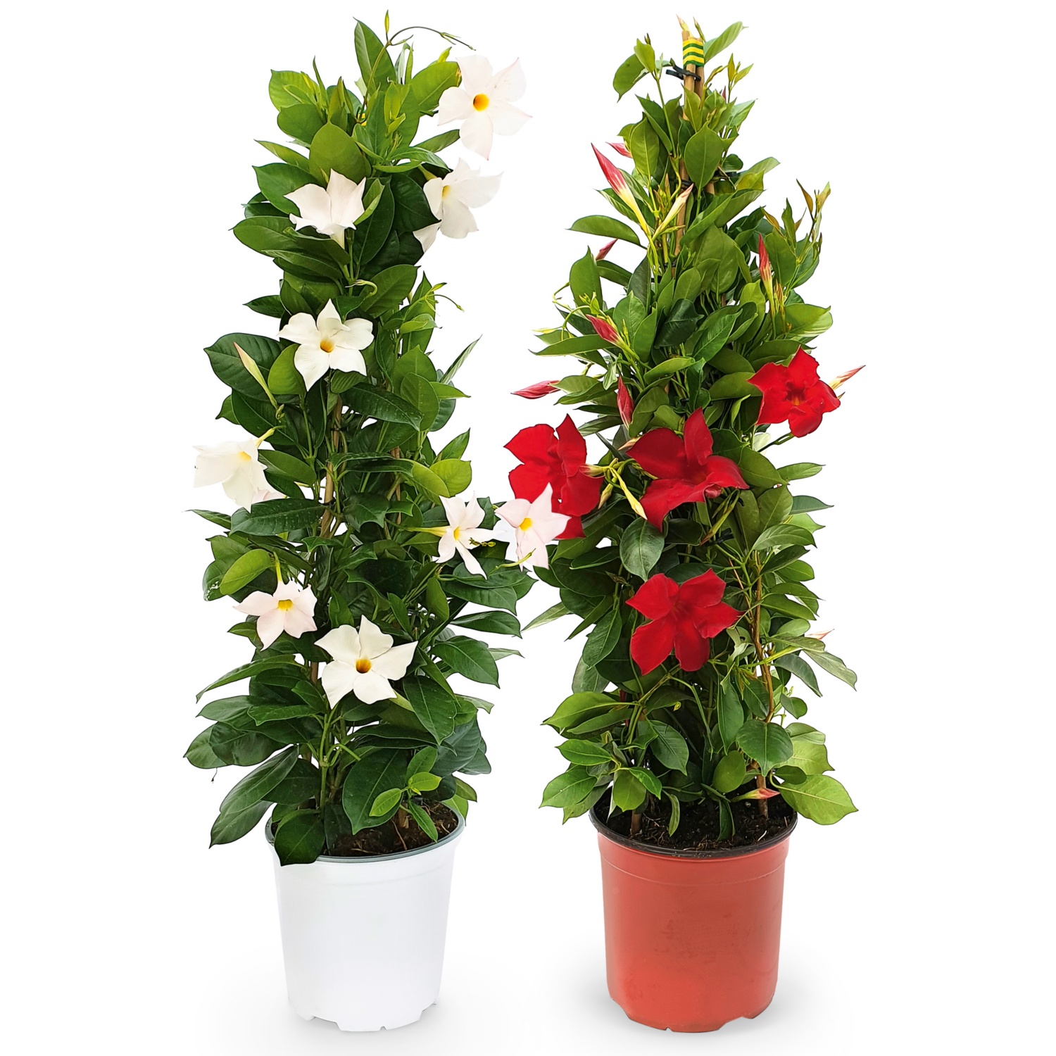 Dipladenia