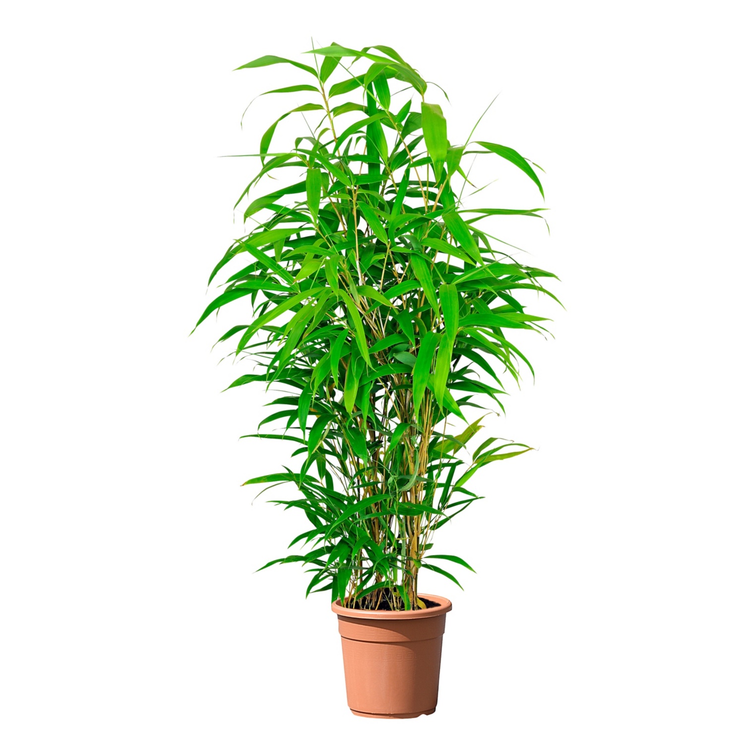 GARDENLINE® Palmen-/Bambuspflanze