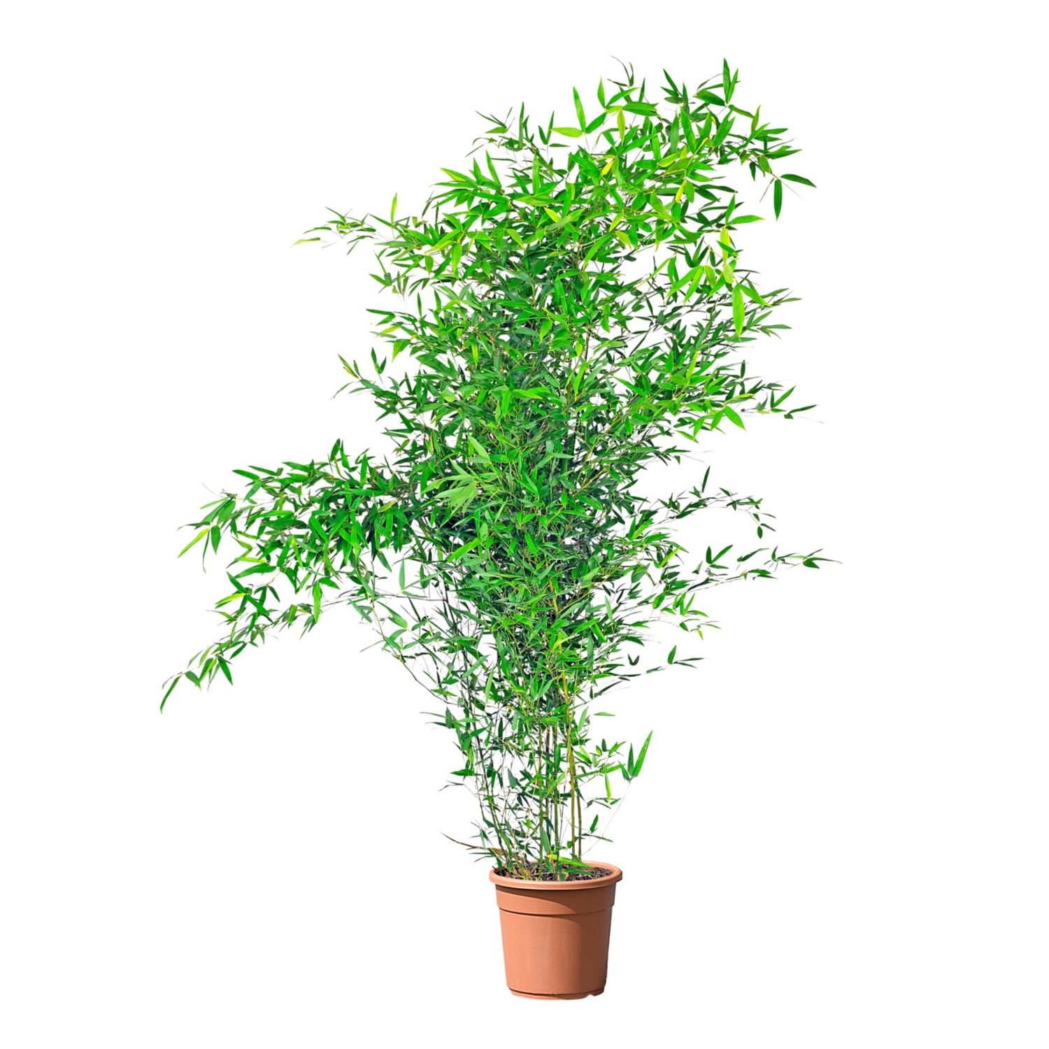 GARDENLINE® Palmen-/Bambuspflanze