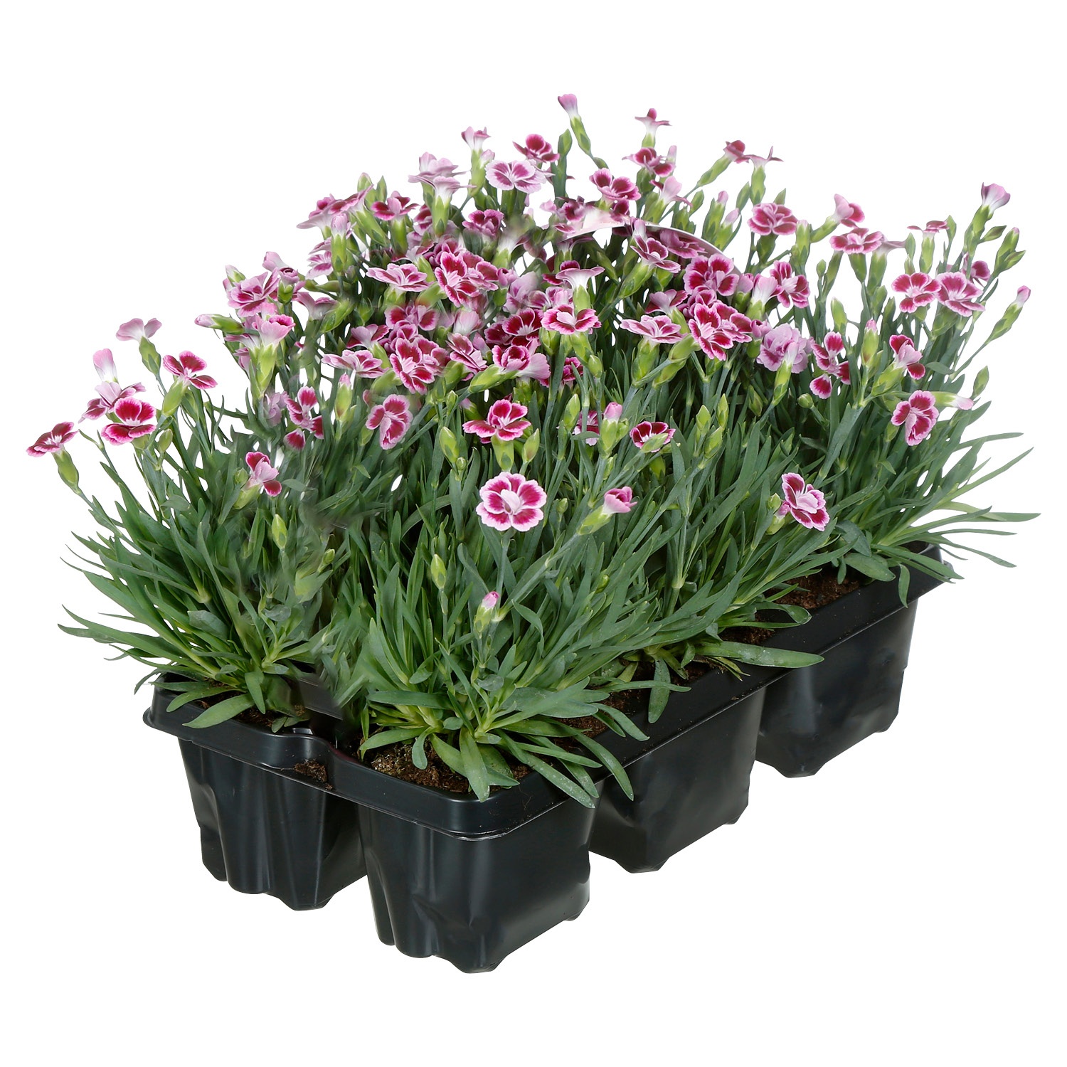 GARDENLINE® Dianthus „Pink Kisses“ ALDI SÜD