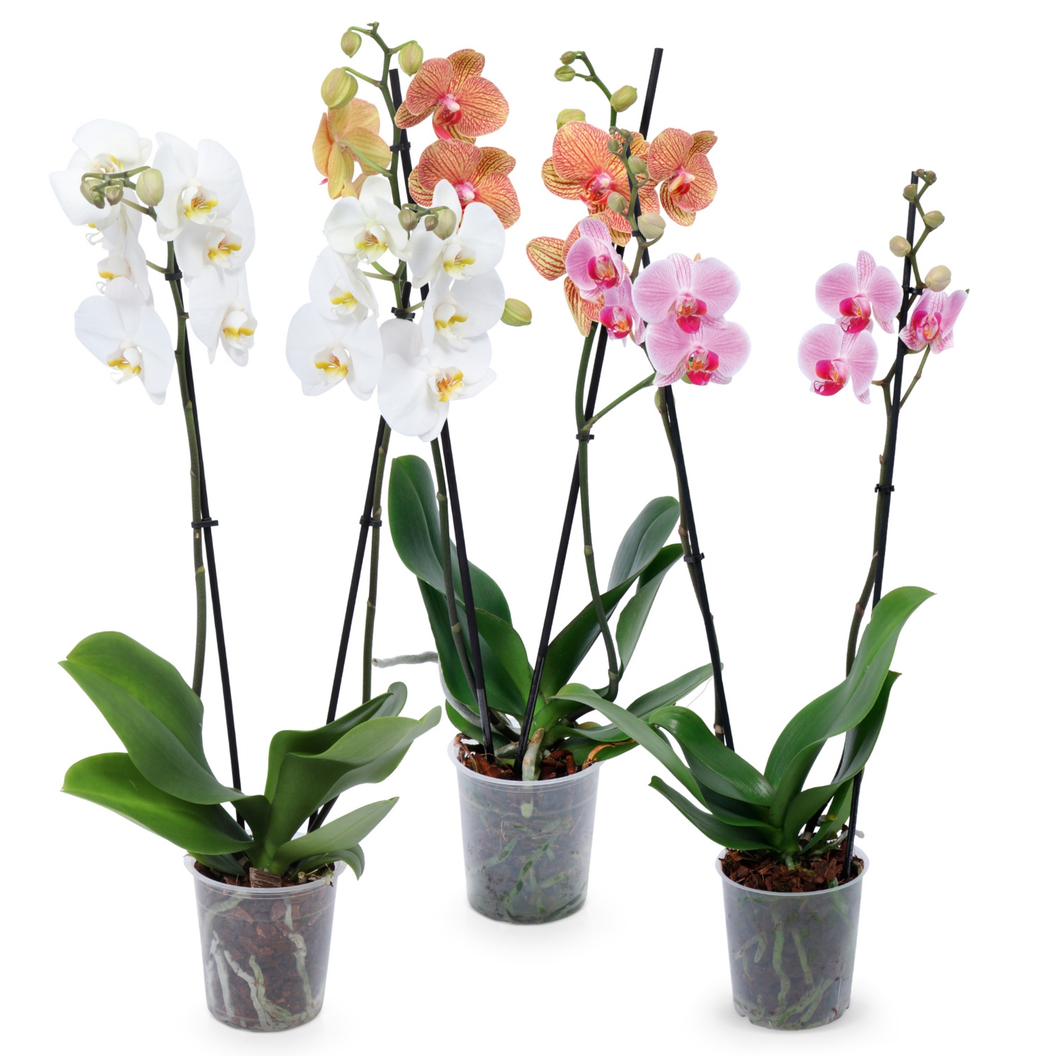 Orchidee 2-Trieber