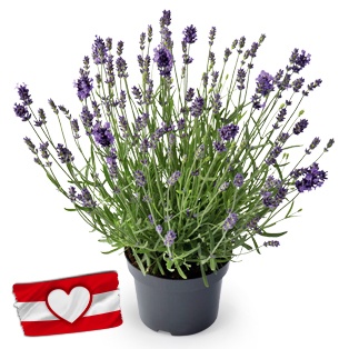 Lavendel