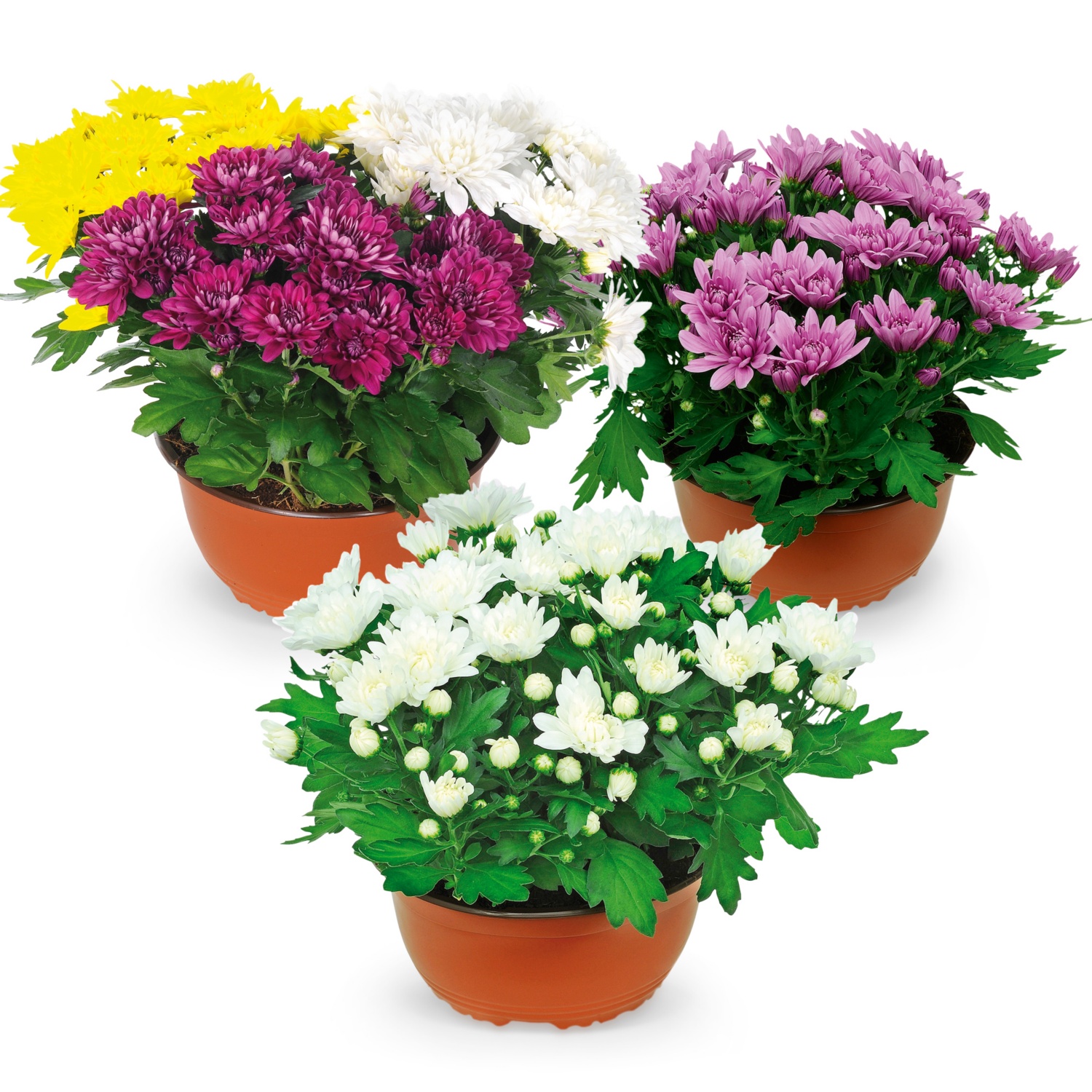 Sommerchrysanthemen-Schale