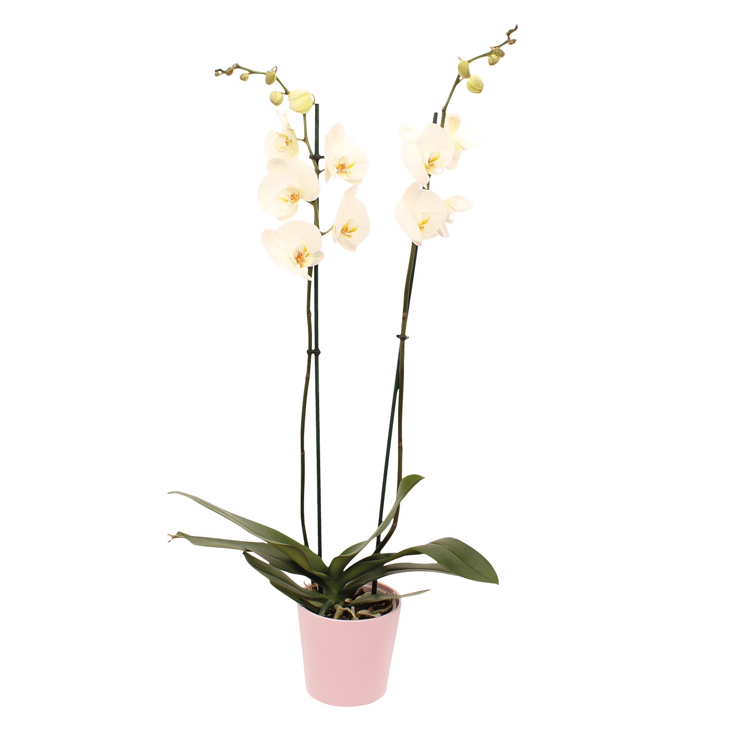 GARDENLINE® Orchidee im Keramiktopf