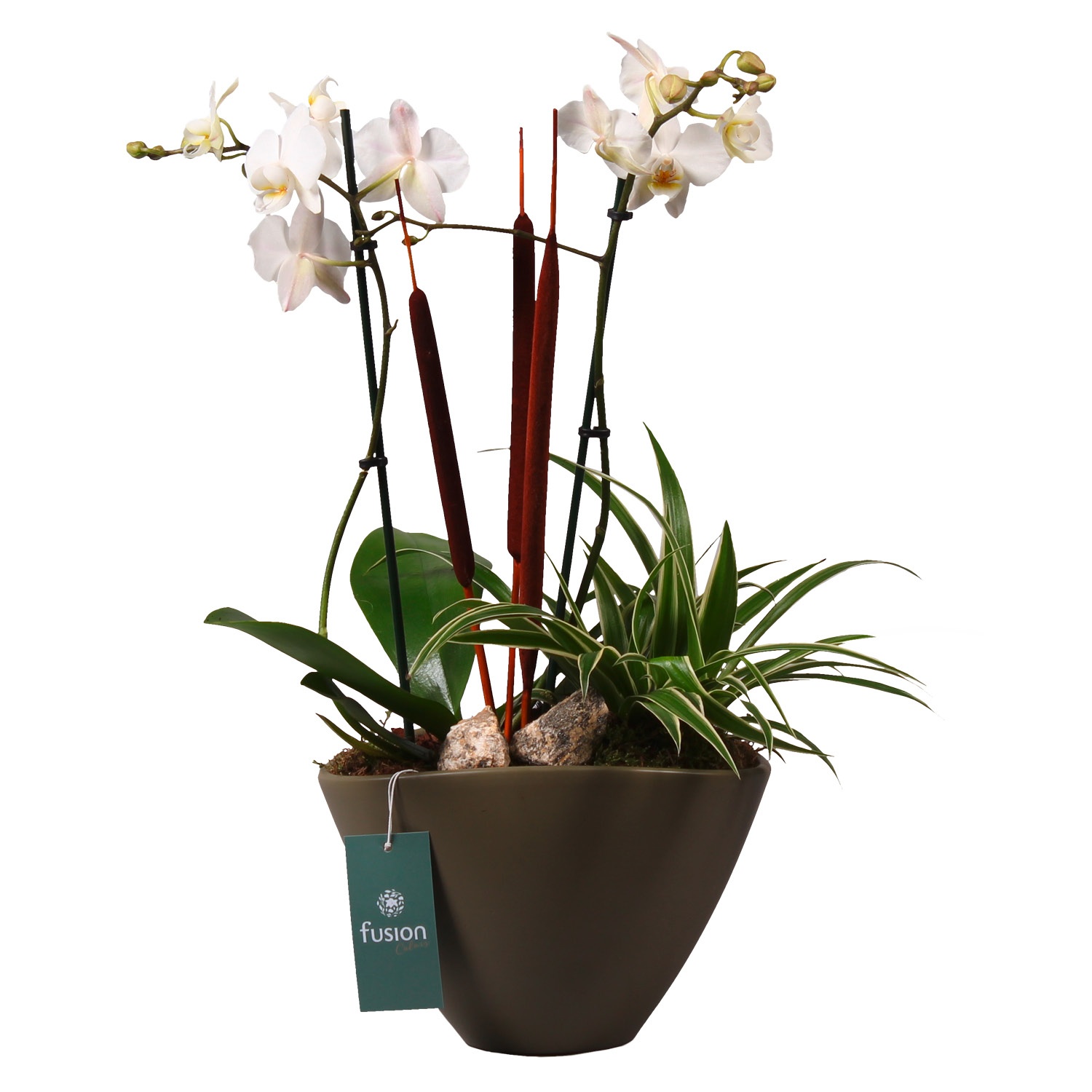 GARDENLINE® Orchideen-Arrangement