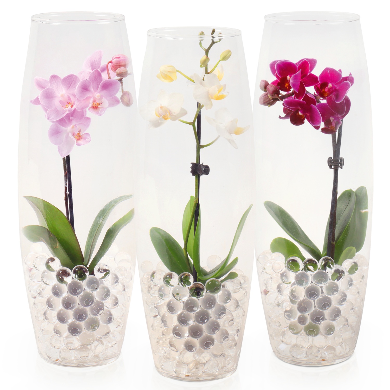 Mini-Orchidee im Glas