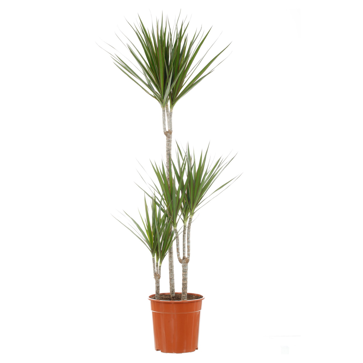 GARDENLINE® Solitärpflanze ALDI SÜD