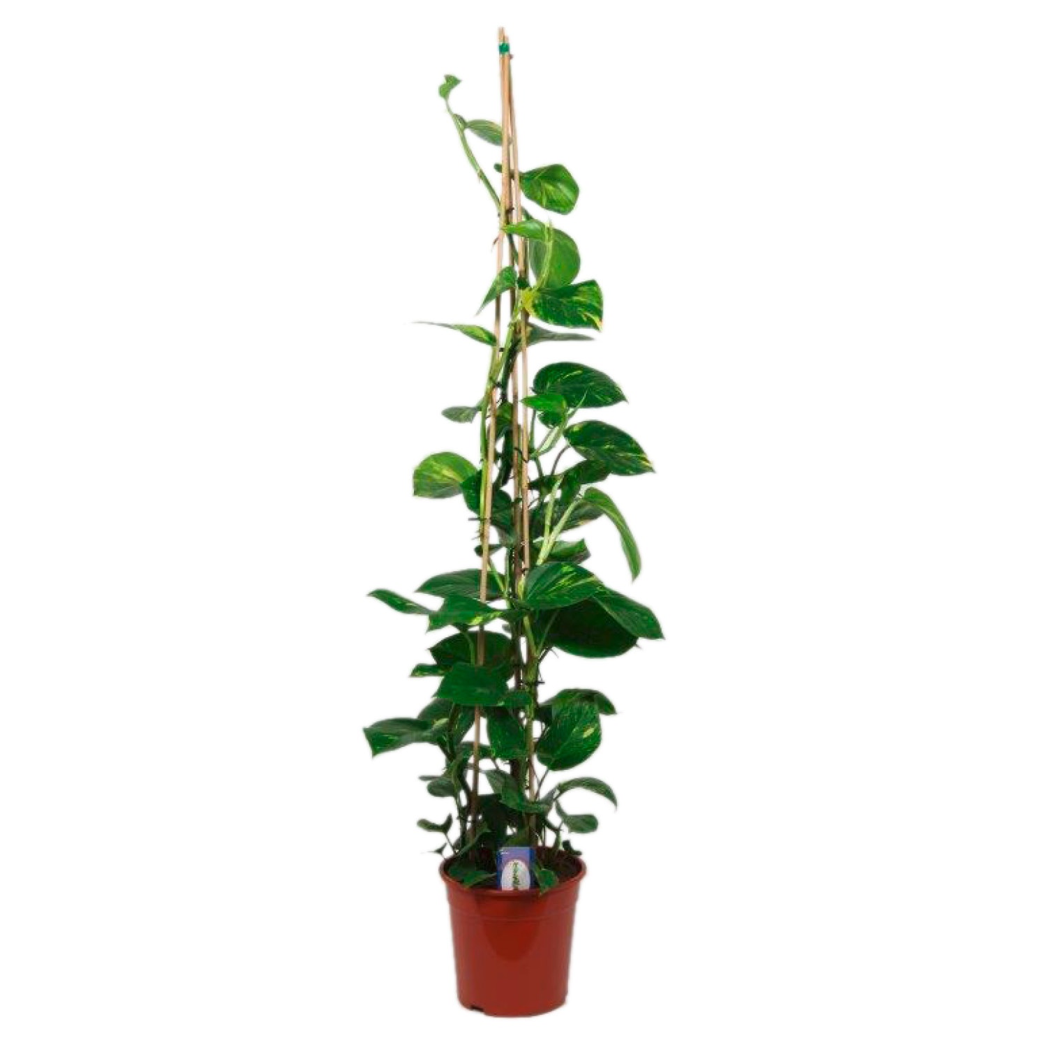 GARDENLINE® Solitärpflanze ALDI SÜD