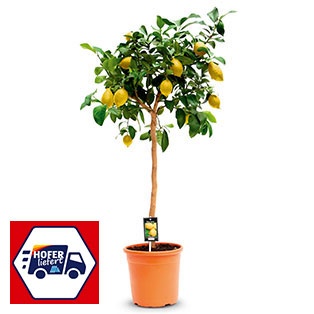 Zitronenbaum