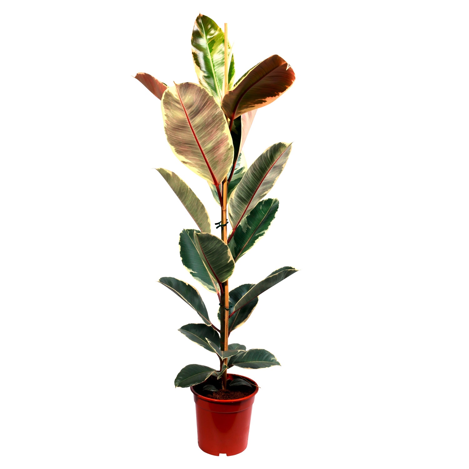 GARDENLINE® Solitärpflanze ALDI SÜD