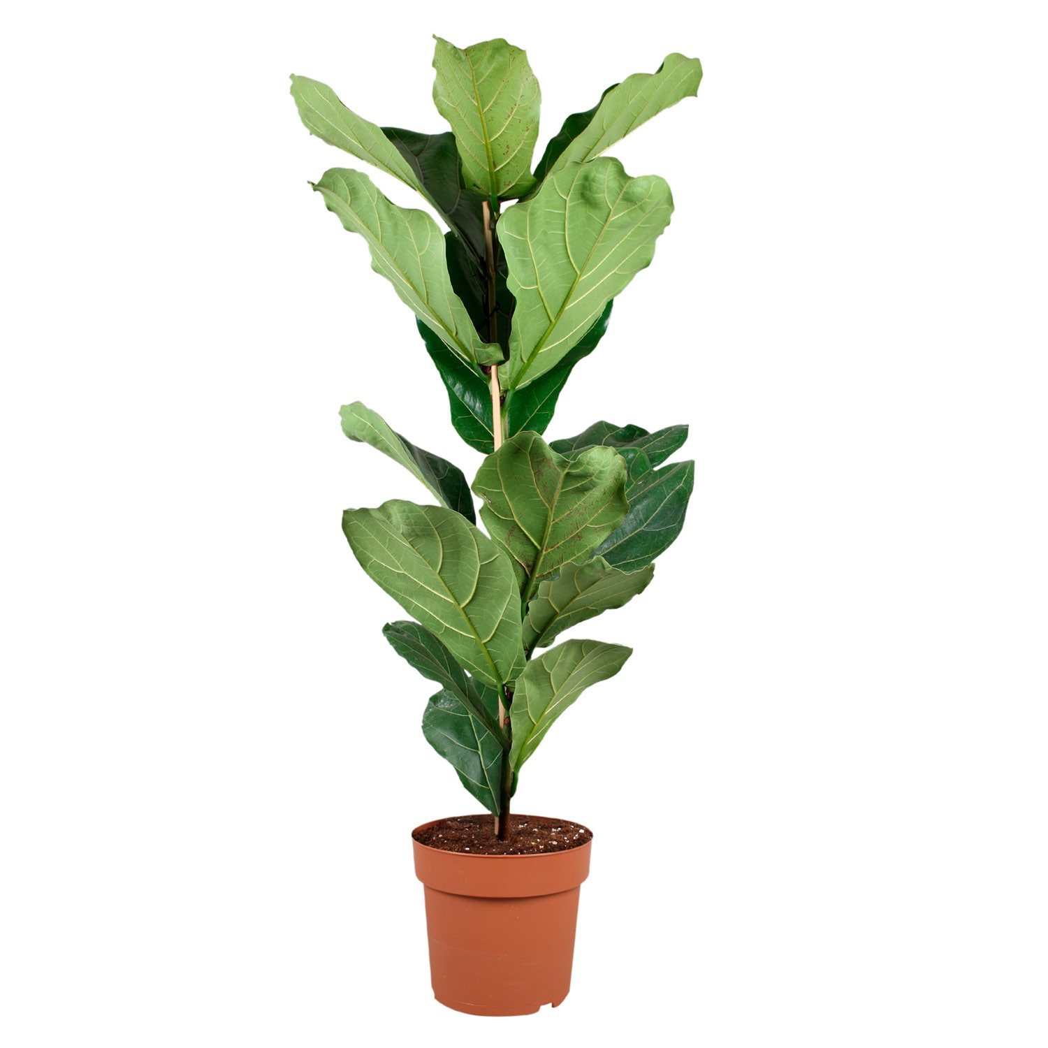 GARDENLINE® Solitärpflanze ALDI SÜD