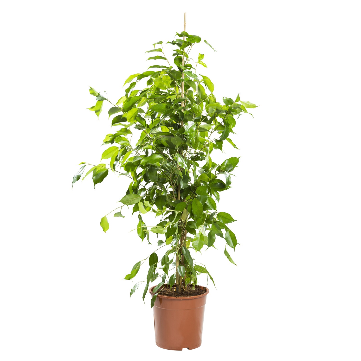 GARDENLINE® Solitärpflanze ALDI SÜD