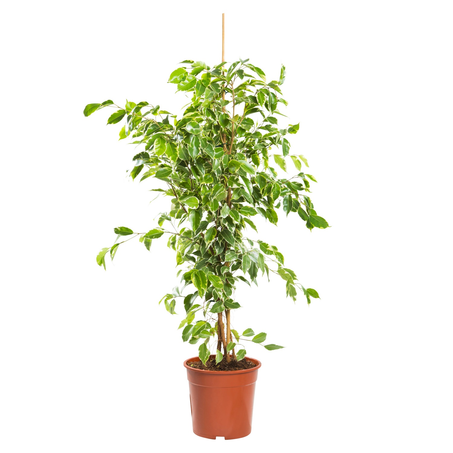 GARDENLINE® Solitärpflanze ALDI SÜD