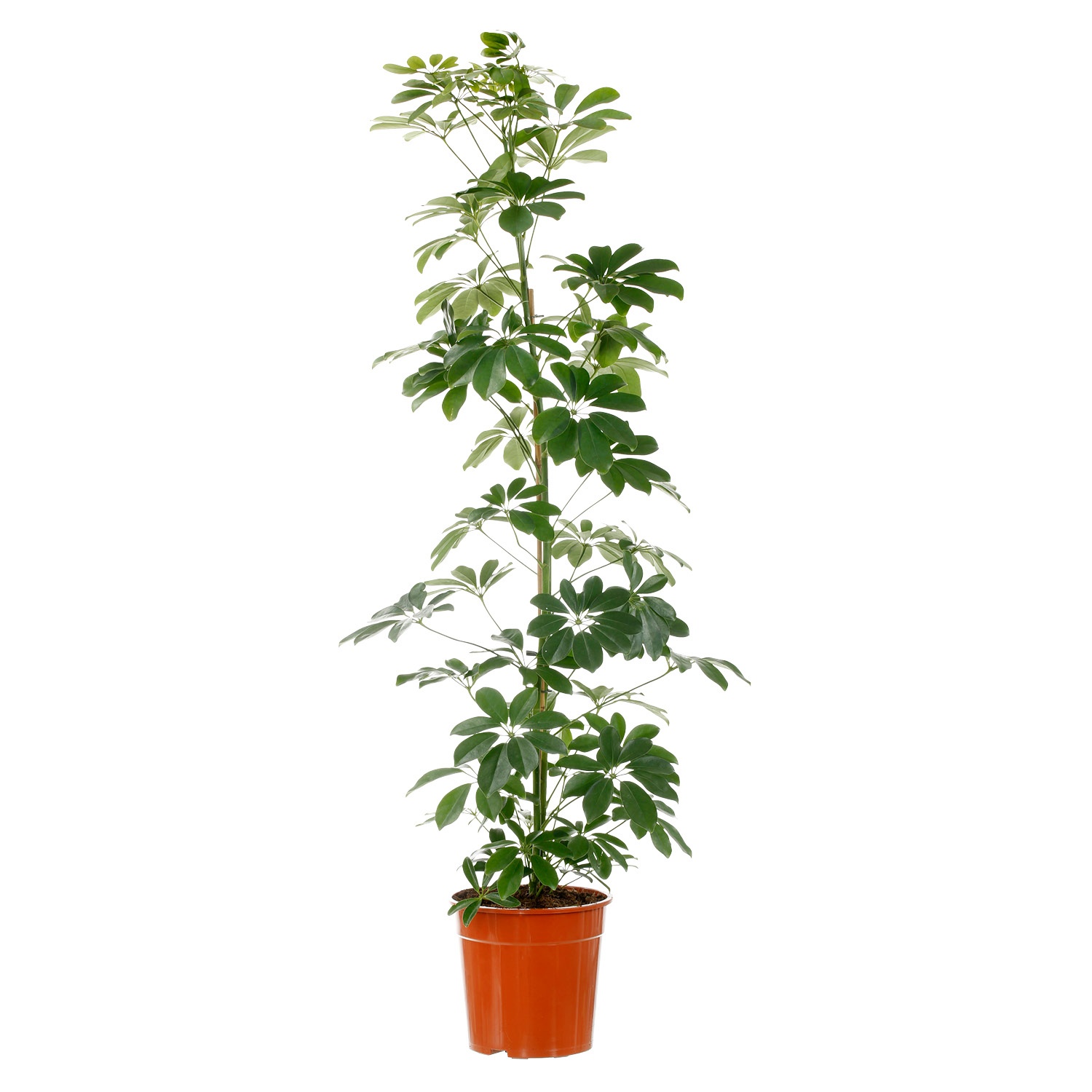 GARDENLINE® Solitärpflanze ALDI SÜD