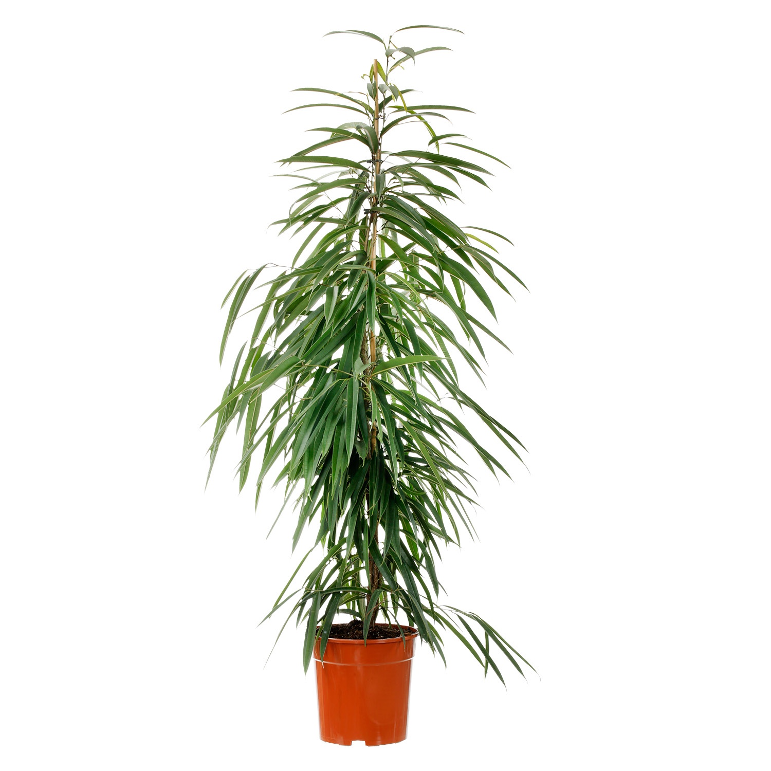 GARDENLINE® Solitärpflanze ALDI SÜD