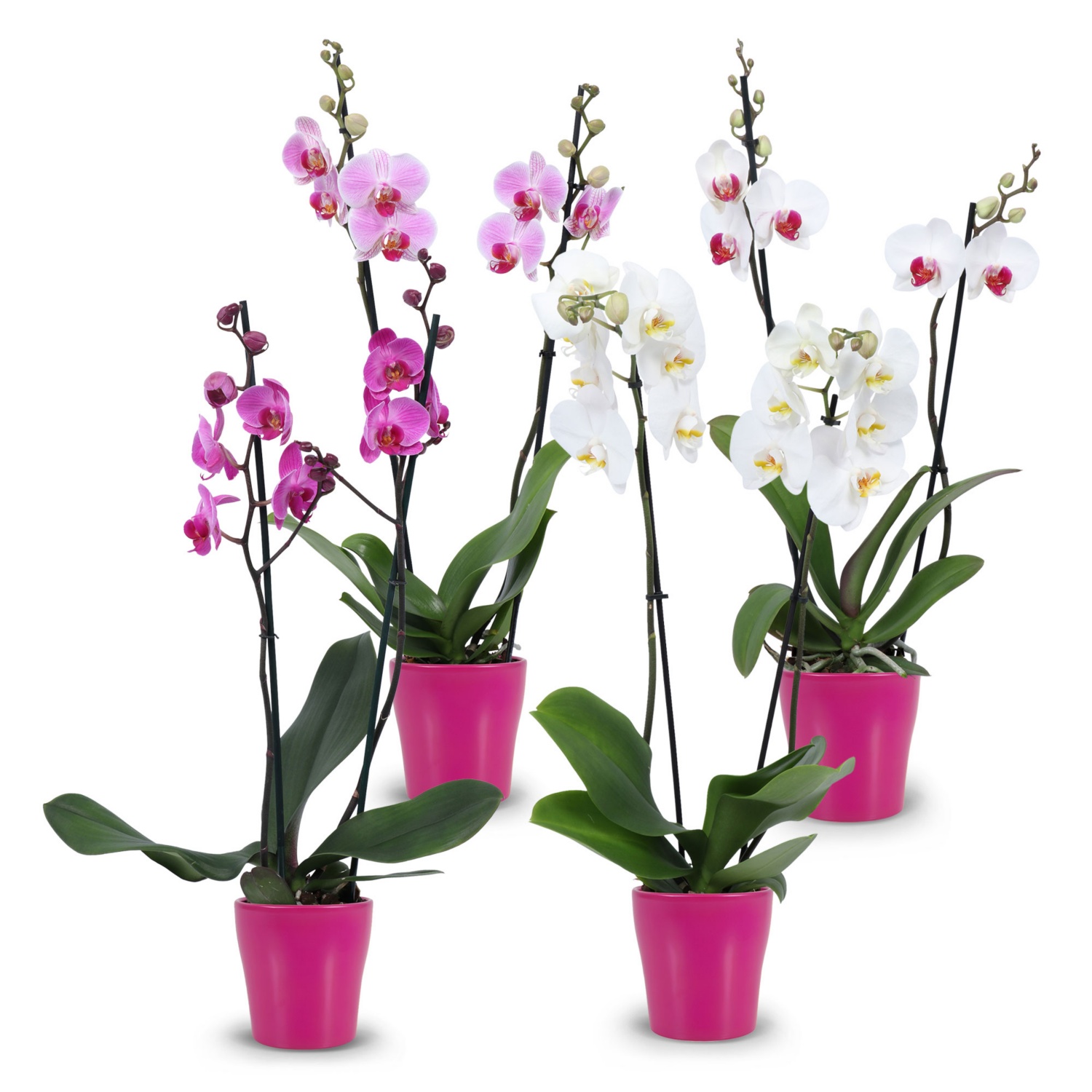 Orchidee Pink Ribbon