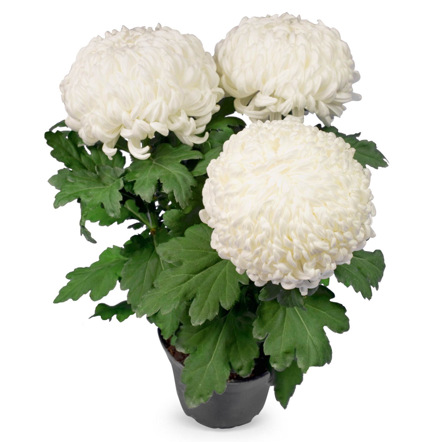 Chrysanthemen 3Baller HOFER