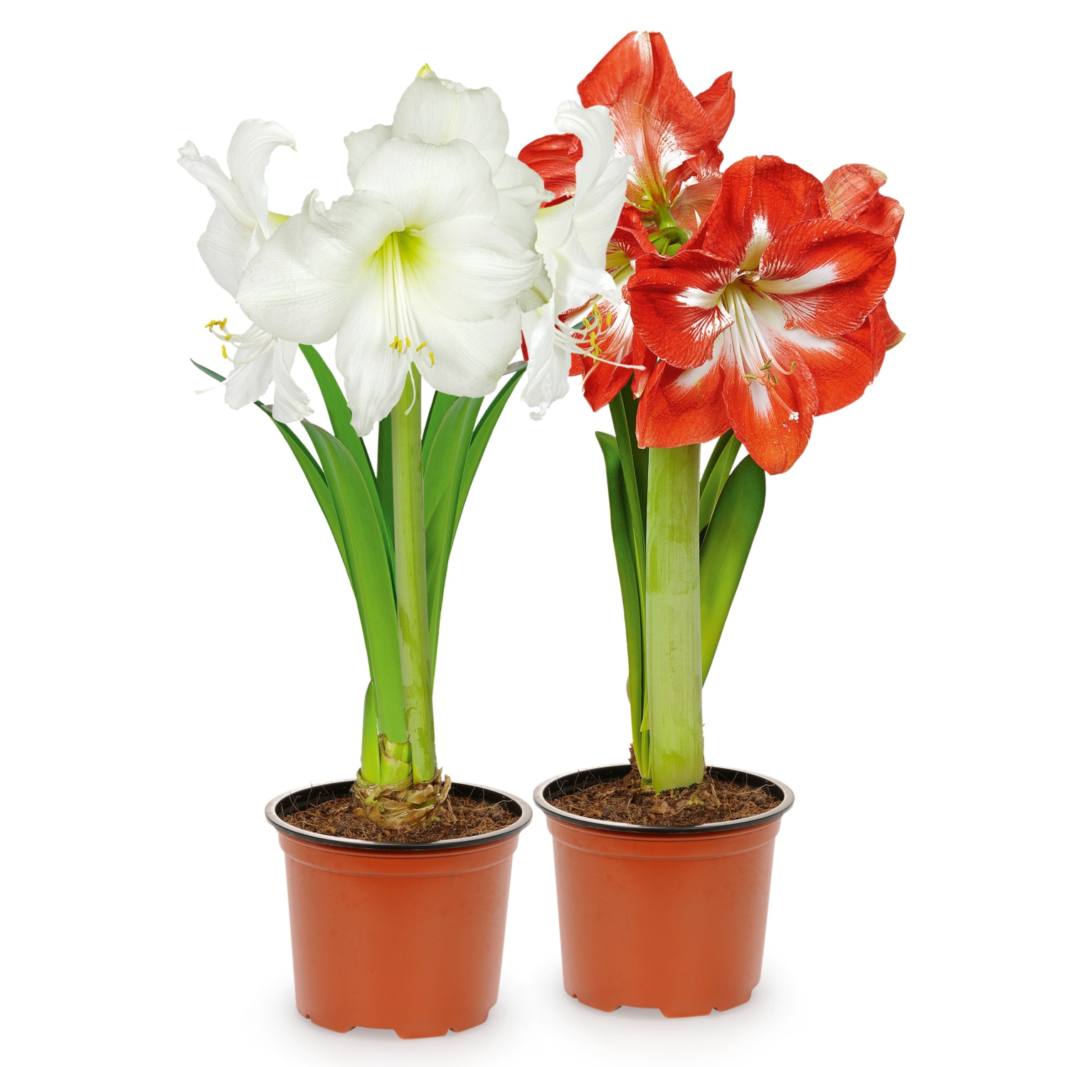 Amaryllis