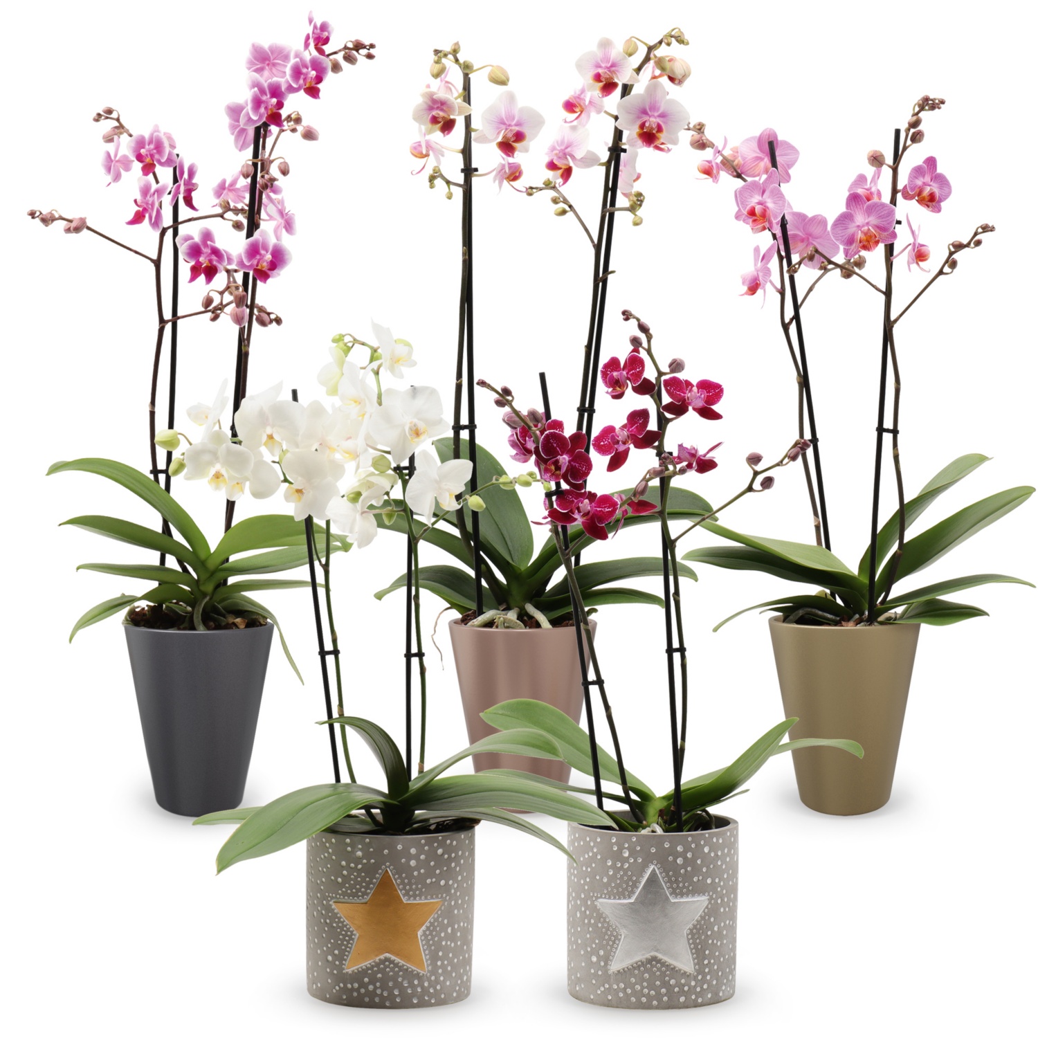 Orhideja Phalaenopsis Multiflora