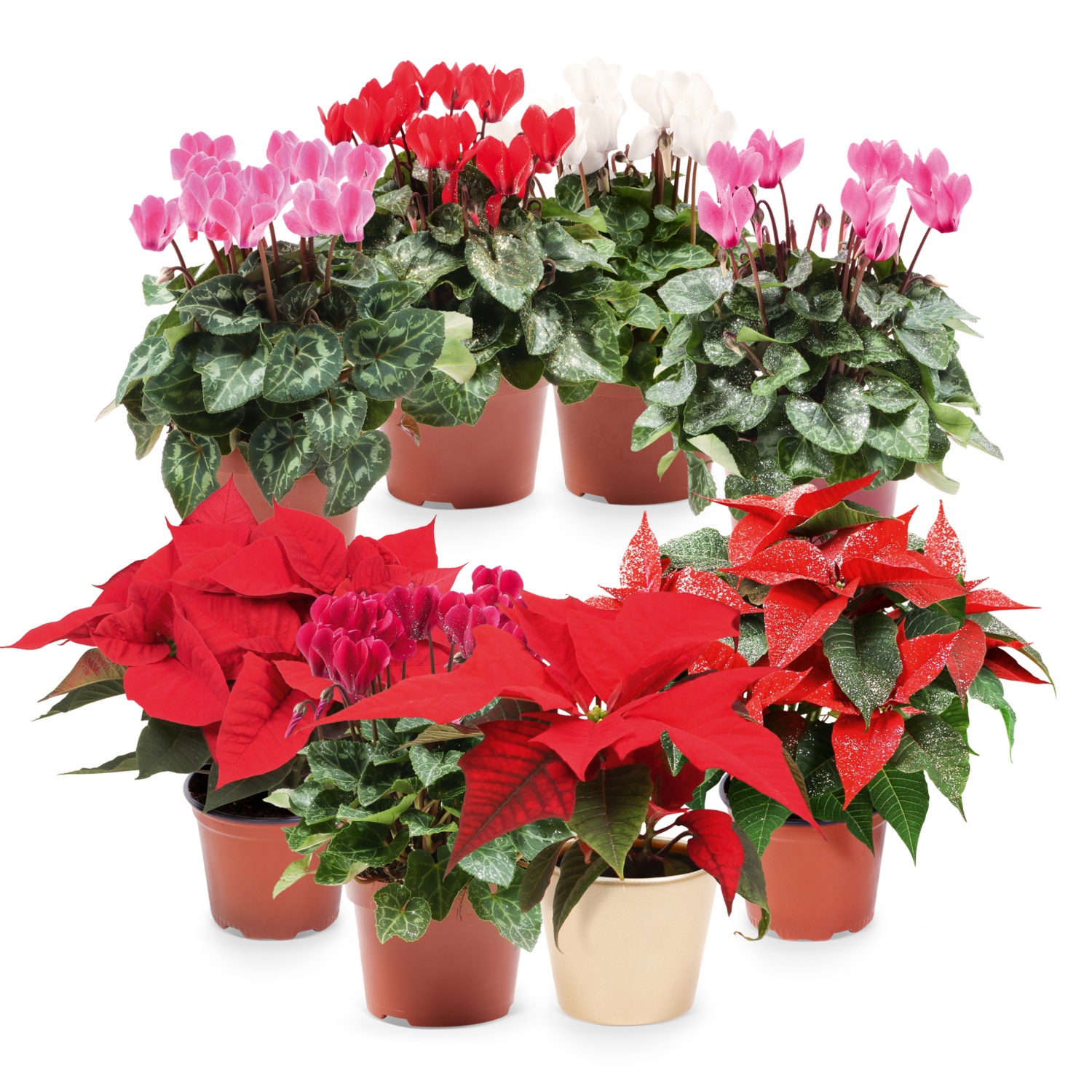 Weihnachtsstern/Cyclame