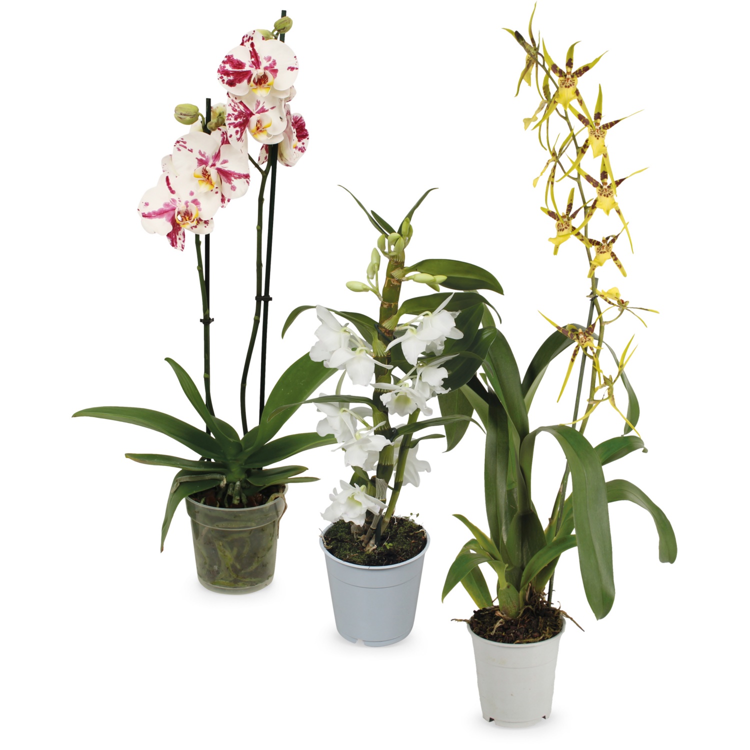 Orchideenvielfalt