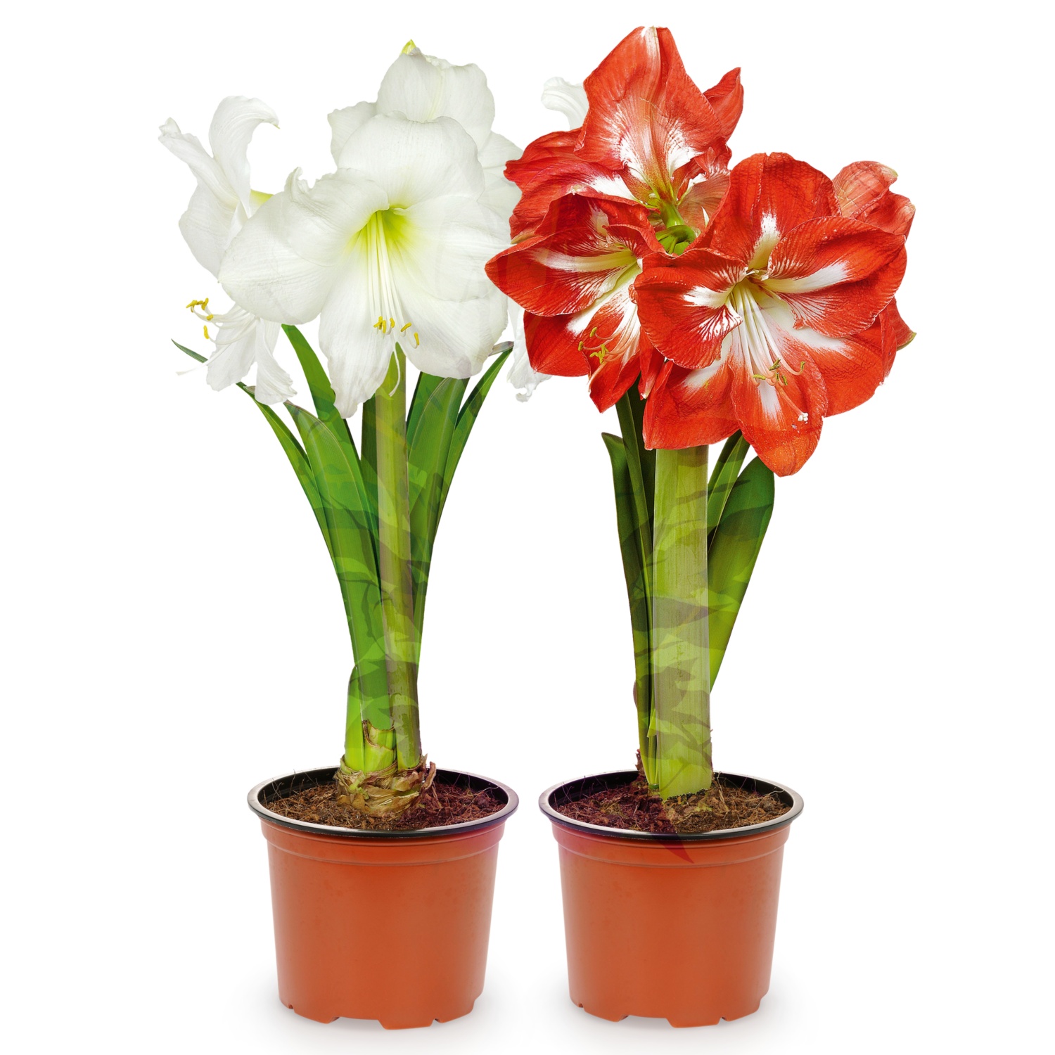 Amaryllis