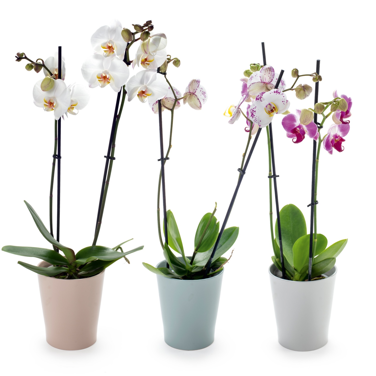 Orchidee in Keramik
