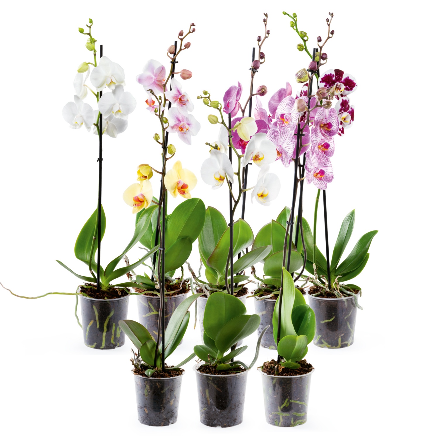 Orchidee