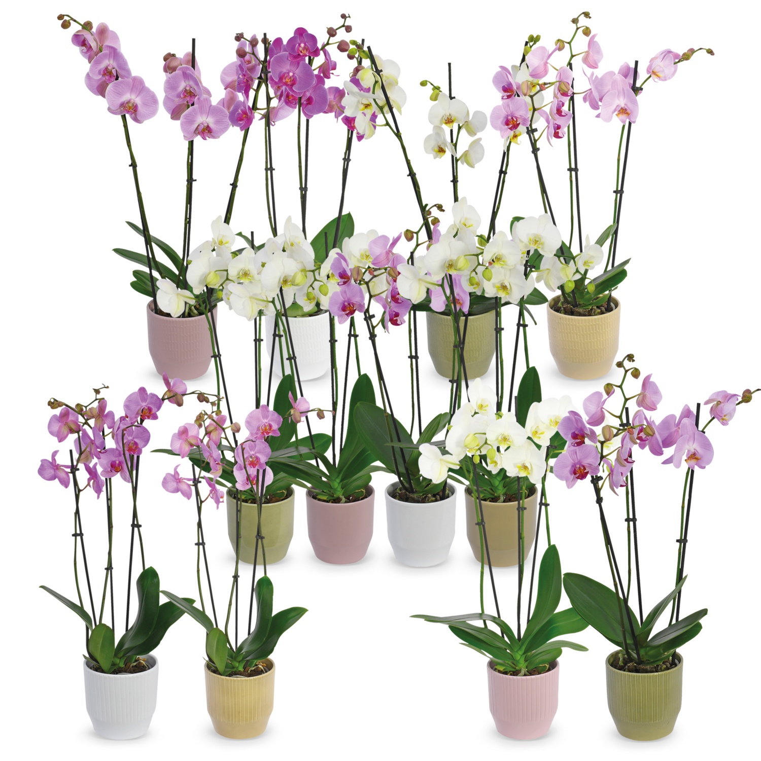 Orchidee 3-Trieber in Keramik