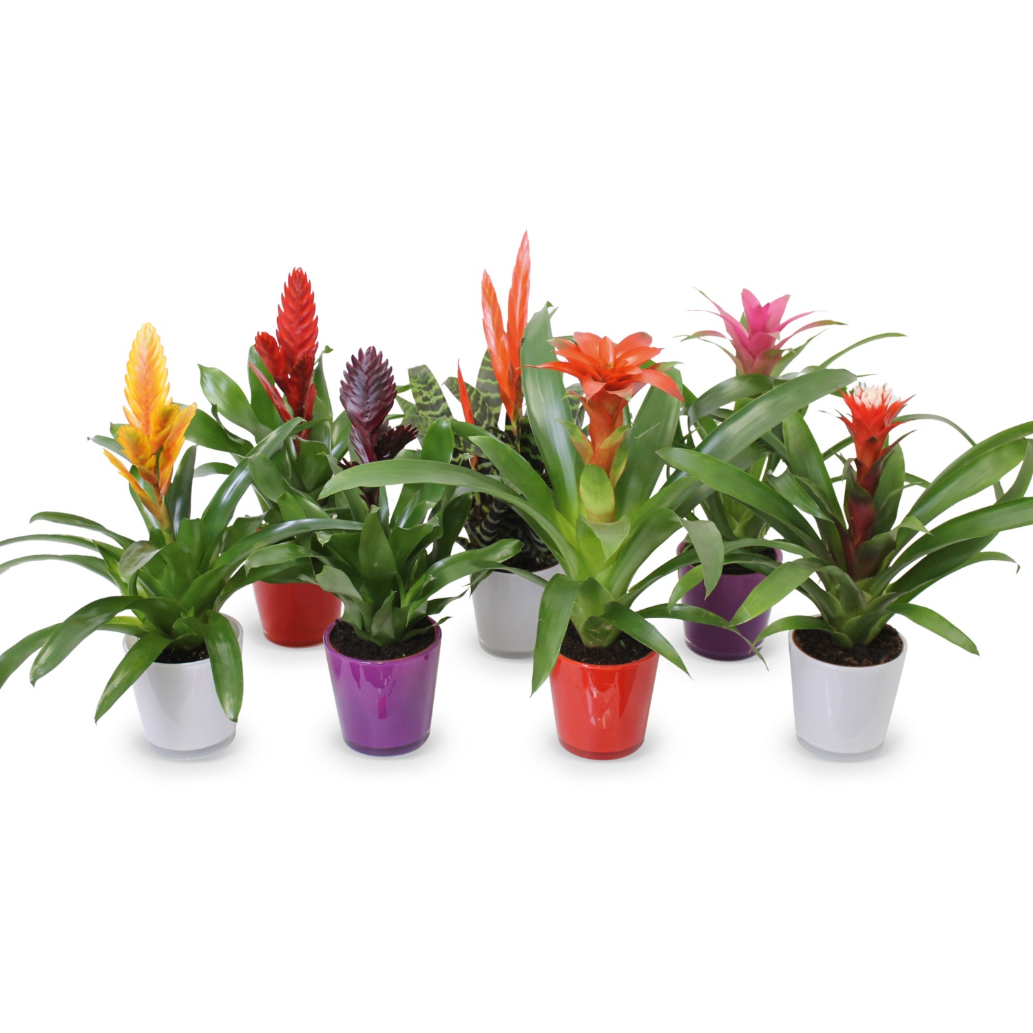 Exklusive Bromelie